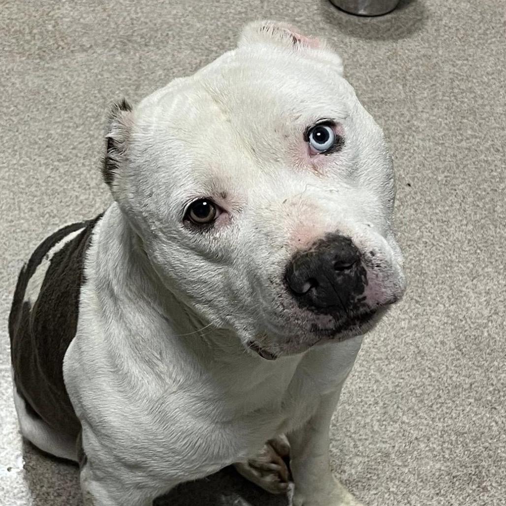 Enlarge Mr. Worldwide, a Adoptable mixed breed in St. Louis, MO image 6/6