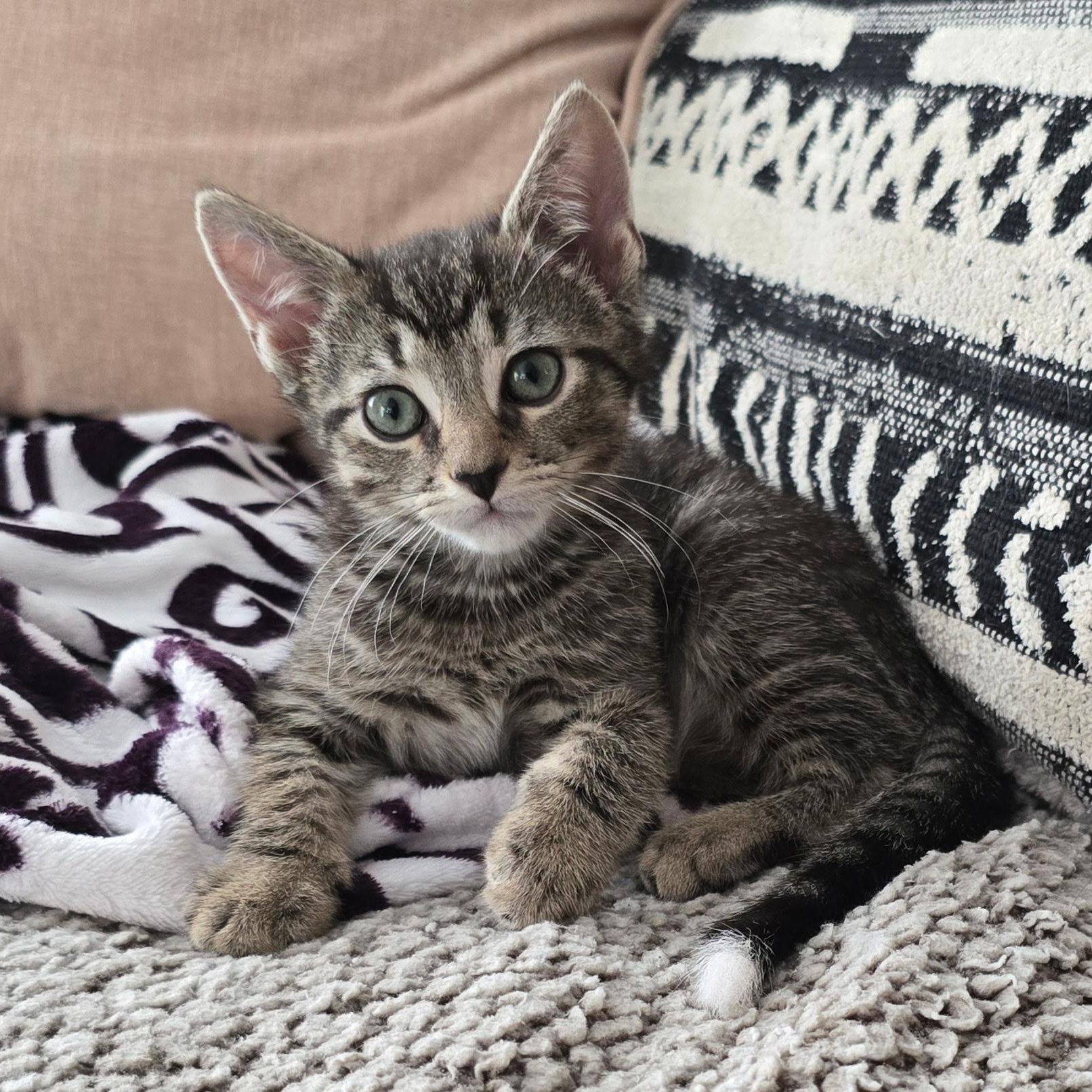 Star, Adoptable, Kitten Male Domestic Short Hair.