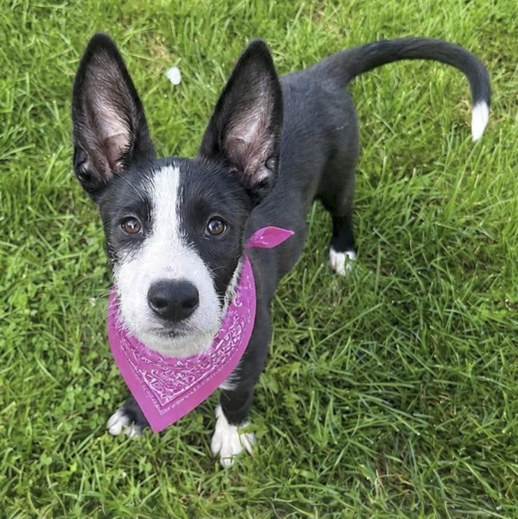 Wednesday, Adoptable, Puppy Female Mixed Breed.