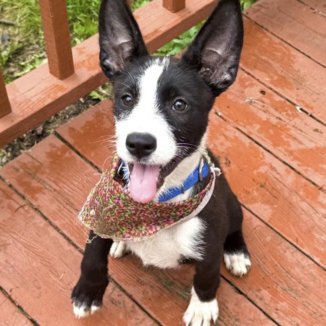 Enlarge Wednesday, a Adoptable Mixed Breed in Toledo, OH image 2/2