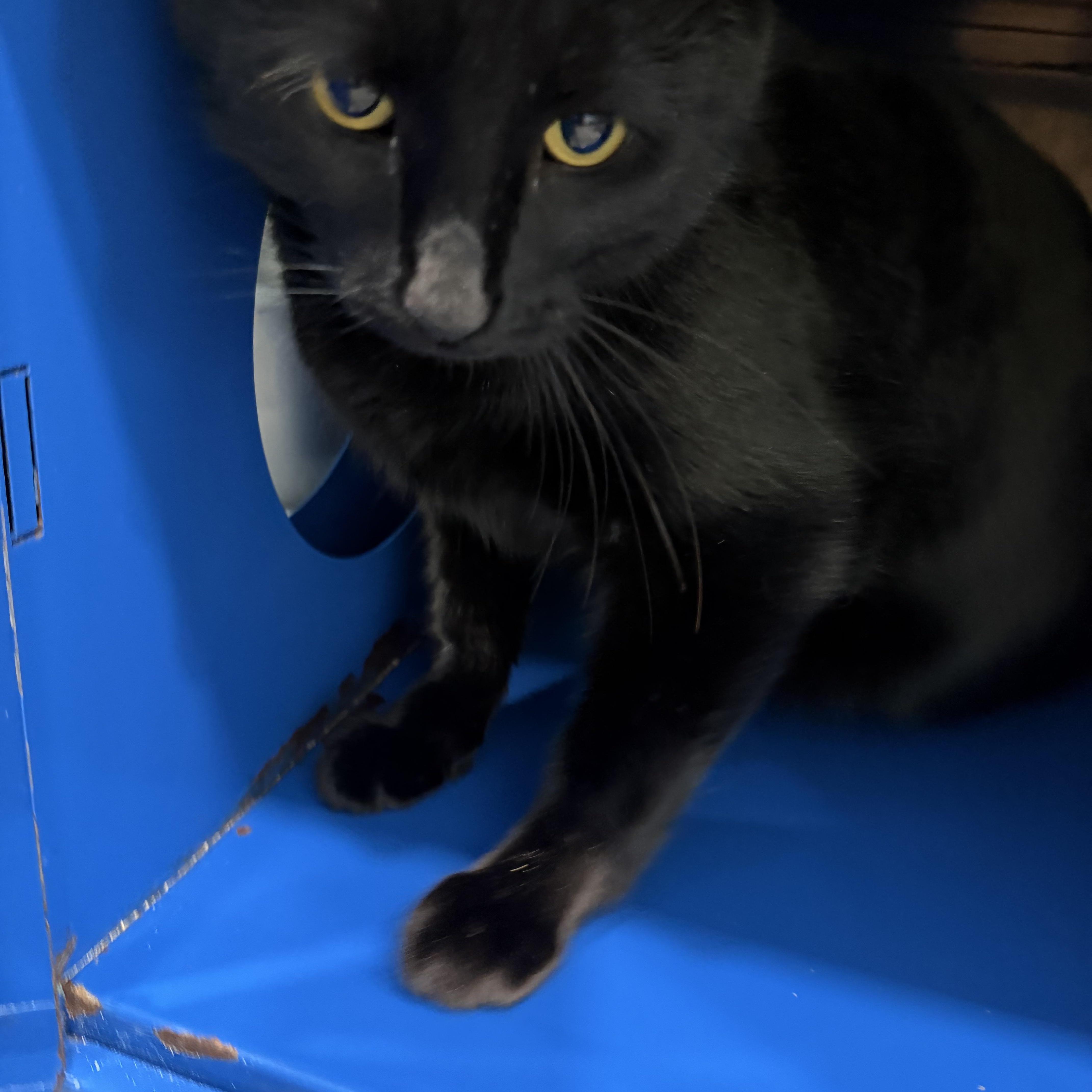 Blackie Chan, an adopted Domestic Short Hair in Sault Sainte Marie, MI image 1/2