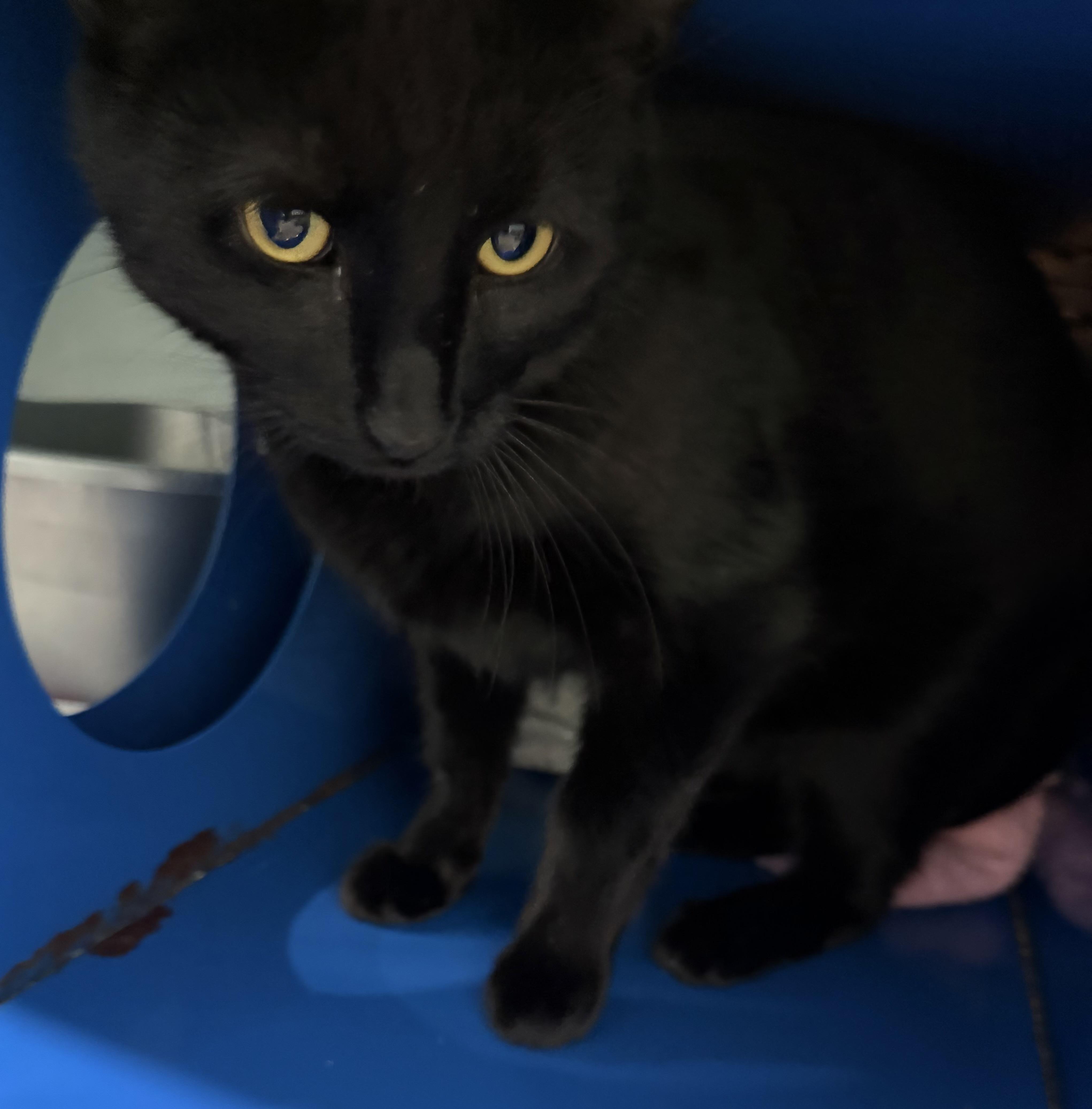 Blackie Chan, an adopted Domestic Short Hair in Sault Sainte Marie, MI image 2/2