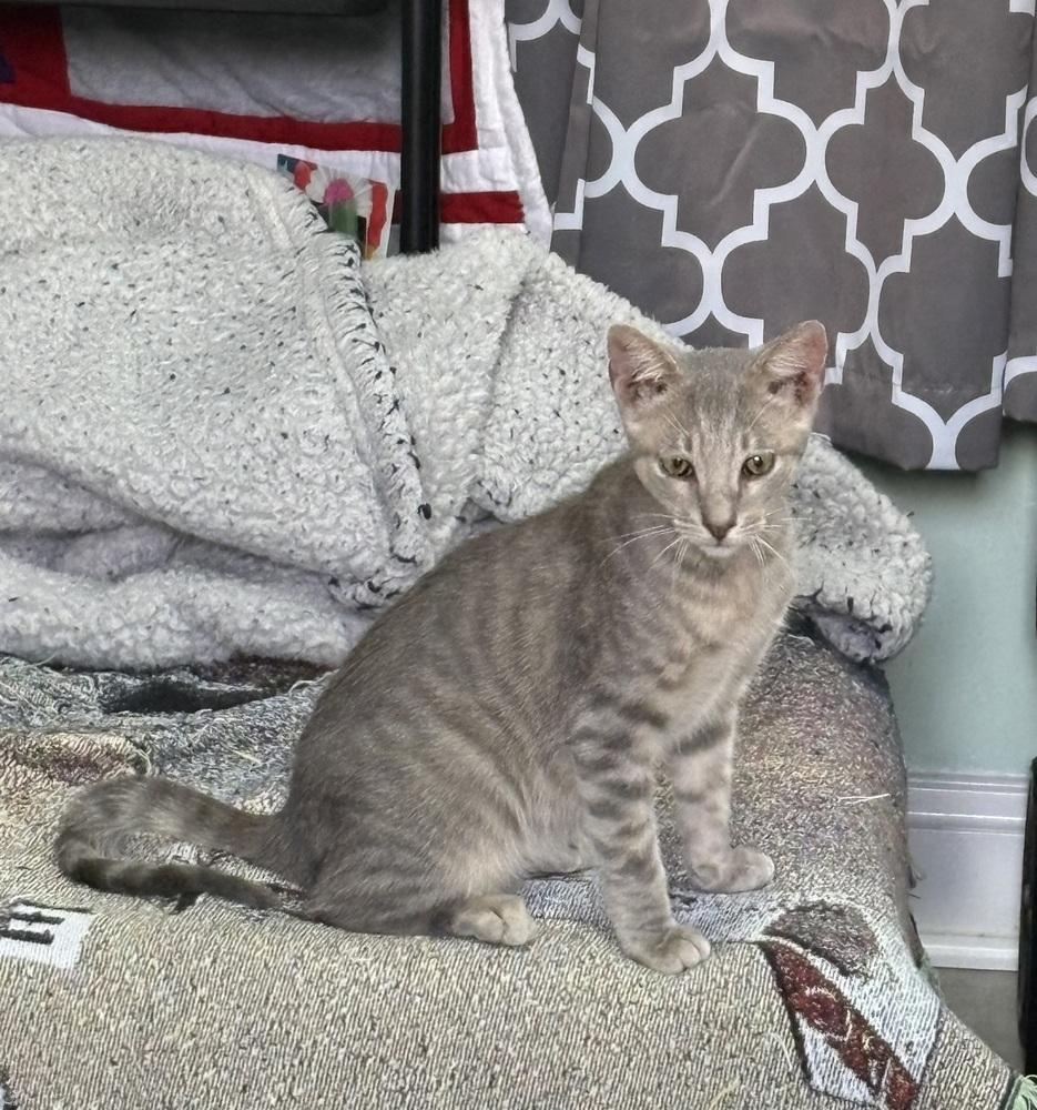 Kyle, Adoptable, Kitten Male Domestic Short Hair.