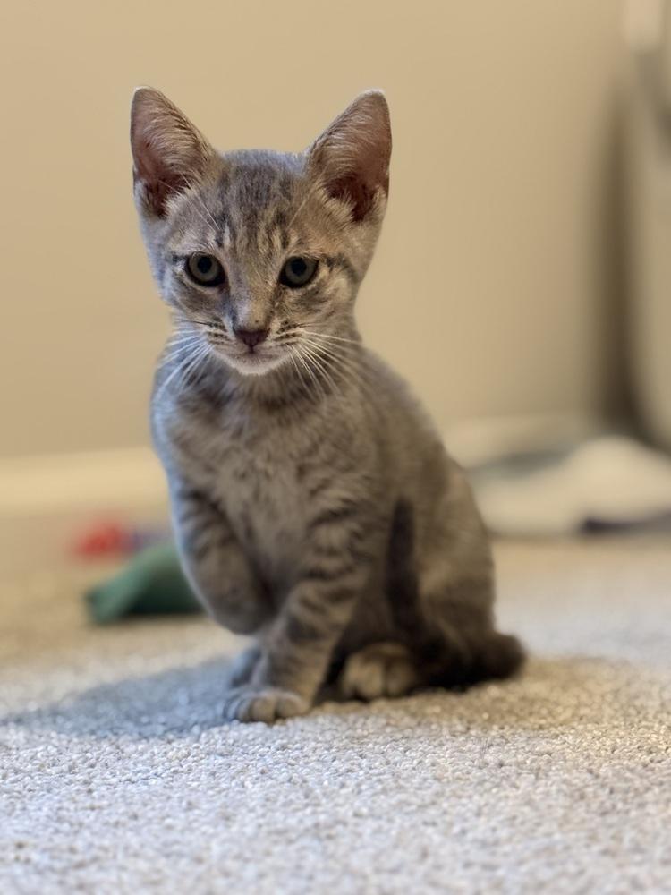 Kyle, Adoptable, Kitten Male Domestic Short Hair.