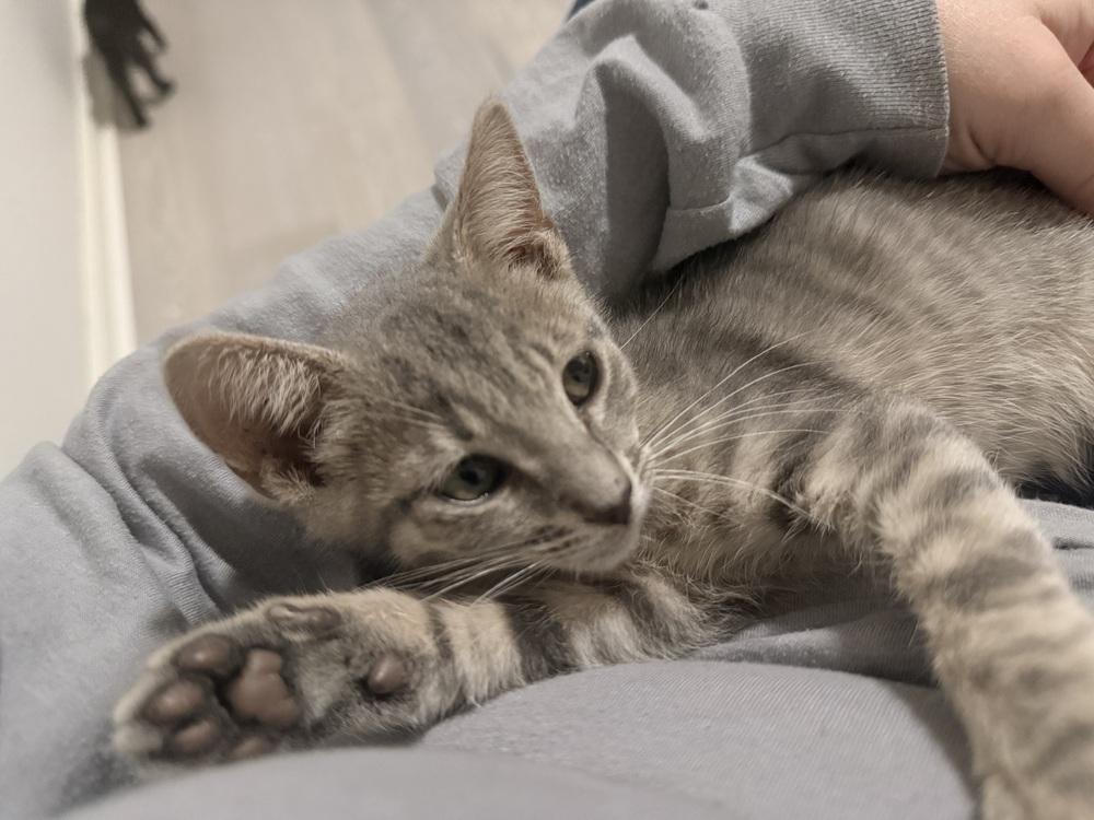 Enlarge Kyle, a Adoptable Domestic Short Hair in Saint Augustine, FL image 2/5