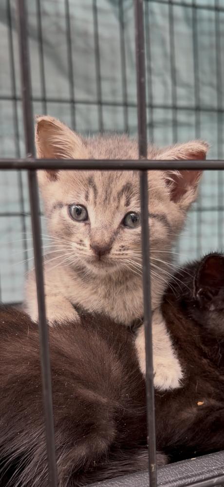Enlarge Kyle, a Adoptable Domestic Short Hair in Saint Augustine, FL image 3/5