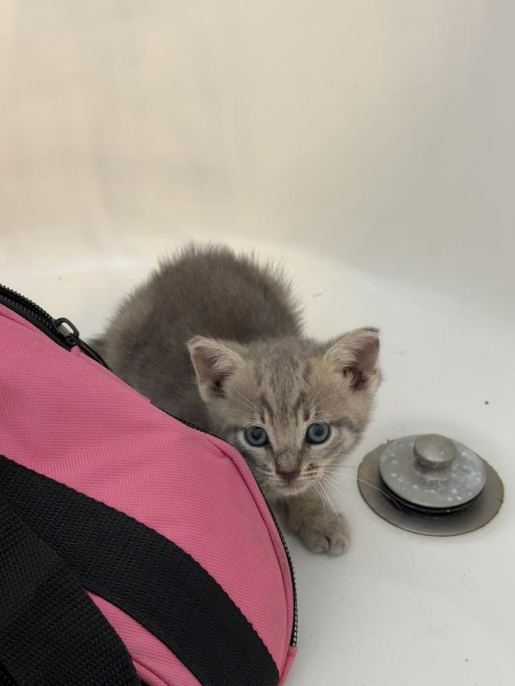 Enlarge Kyle, a Adoptable Domestic Short Hair in Saint Augustine, FL image 4/5