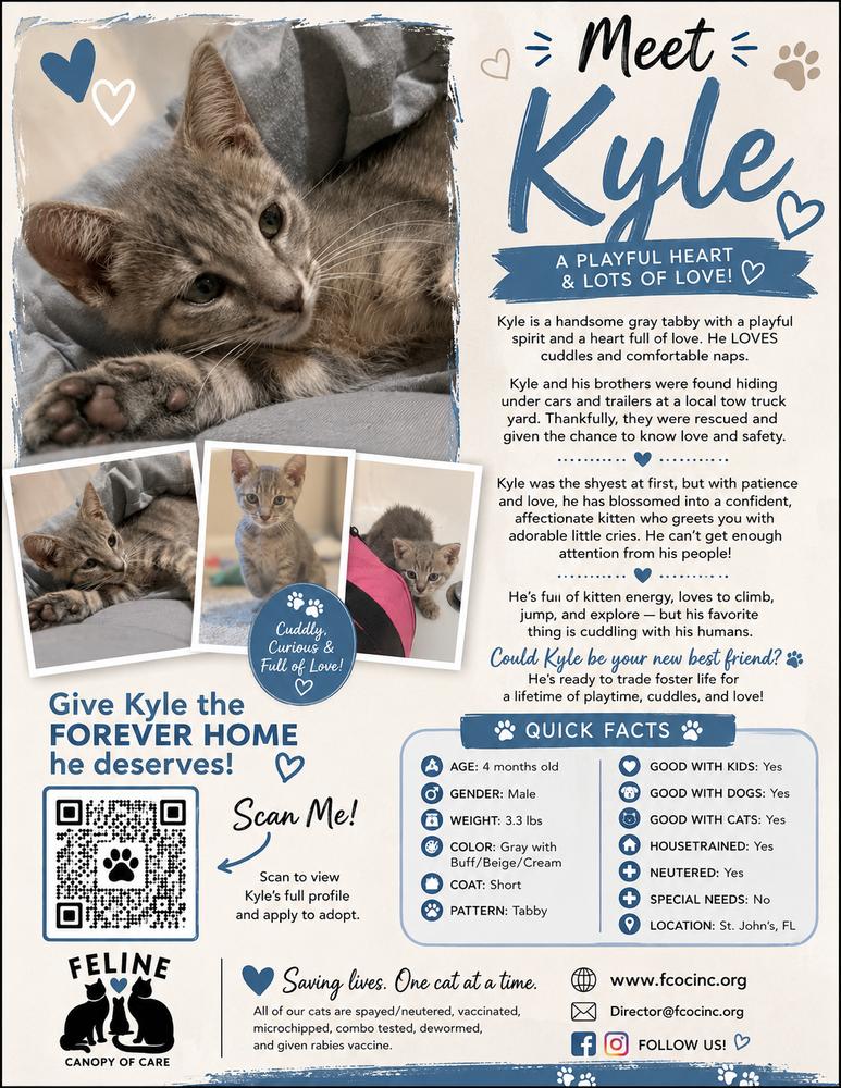 Enlarge Kyle, a Adoptable Domestic Short Hair in Saint Augustine, FL image 5/5