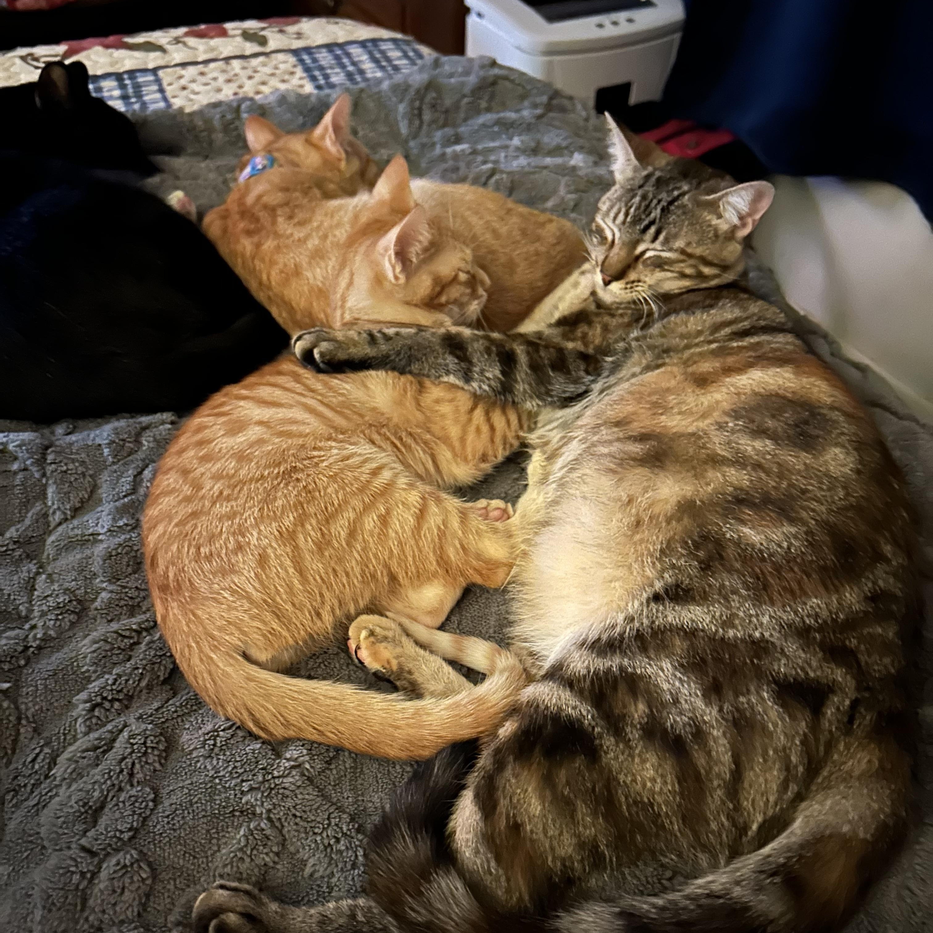 HAZEL, a Adoptable mixed breed in Houston, TX image 6/6