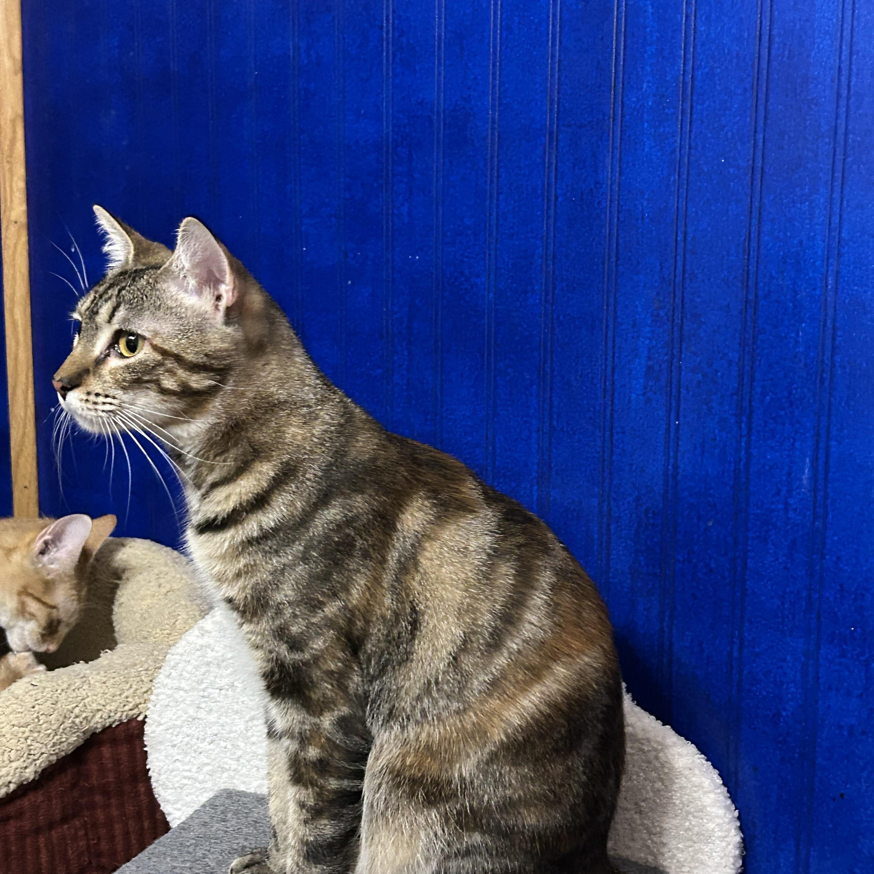 HAZEL, a Adoptable mixed breed in Houston, TX image 3/6