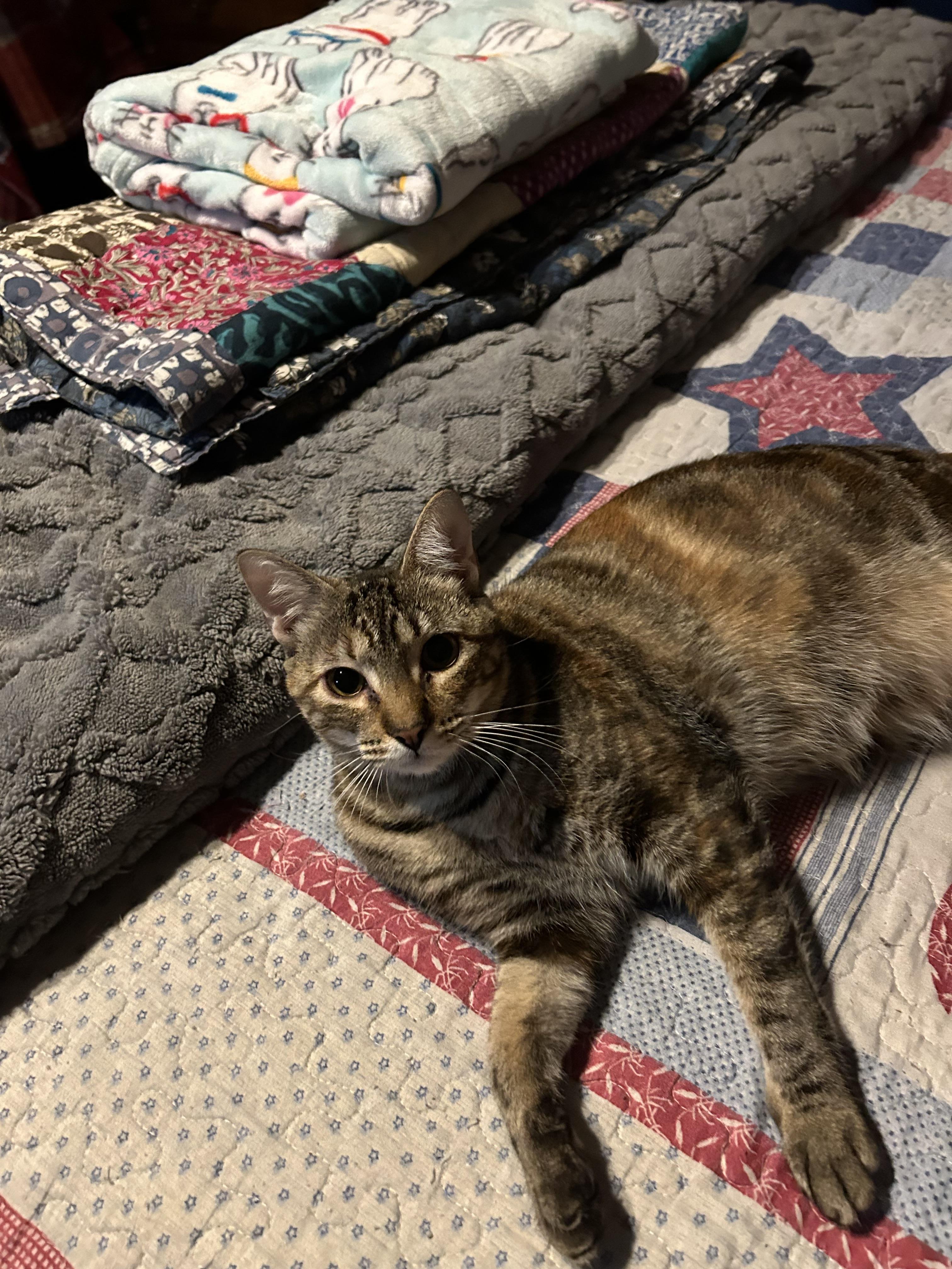 HAZEL, a Adoptable mixed breed in Houston, TX image 5/6