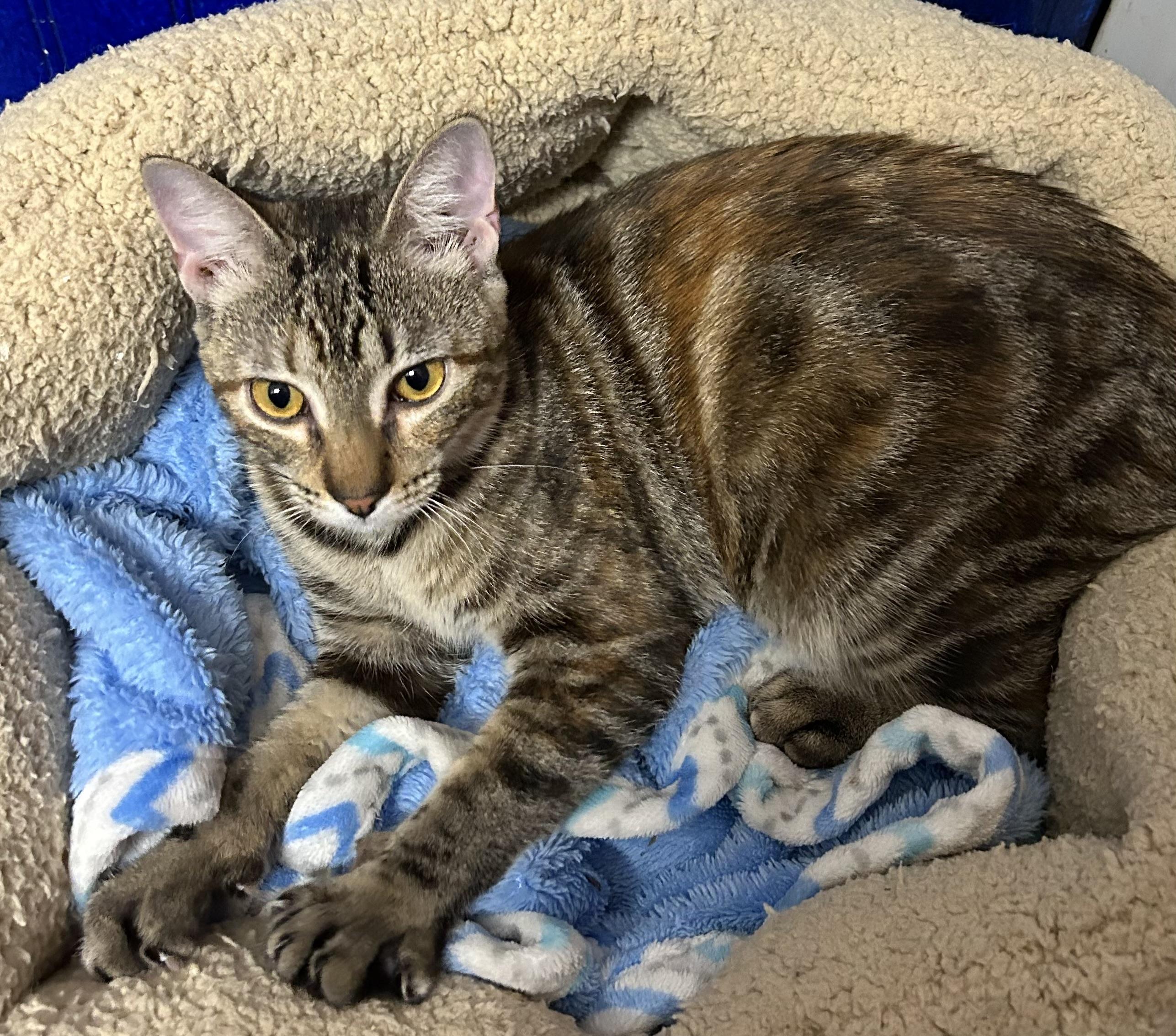 HAZEL, a Adoptable mixed breed in Houston, TX image 4/6