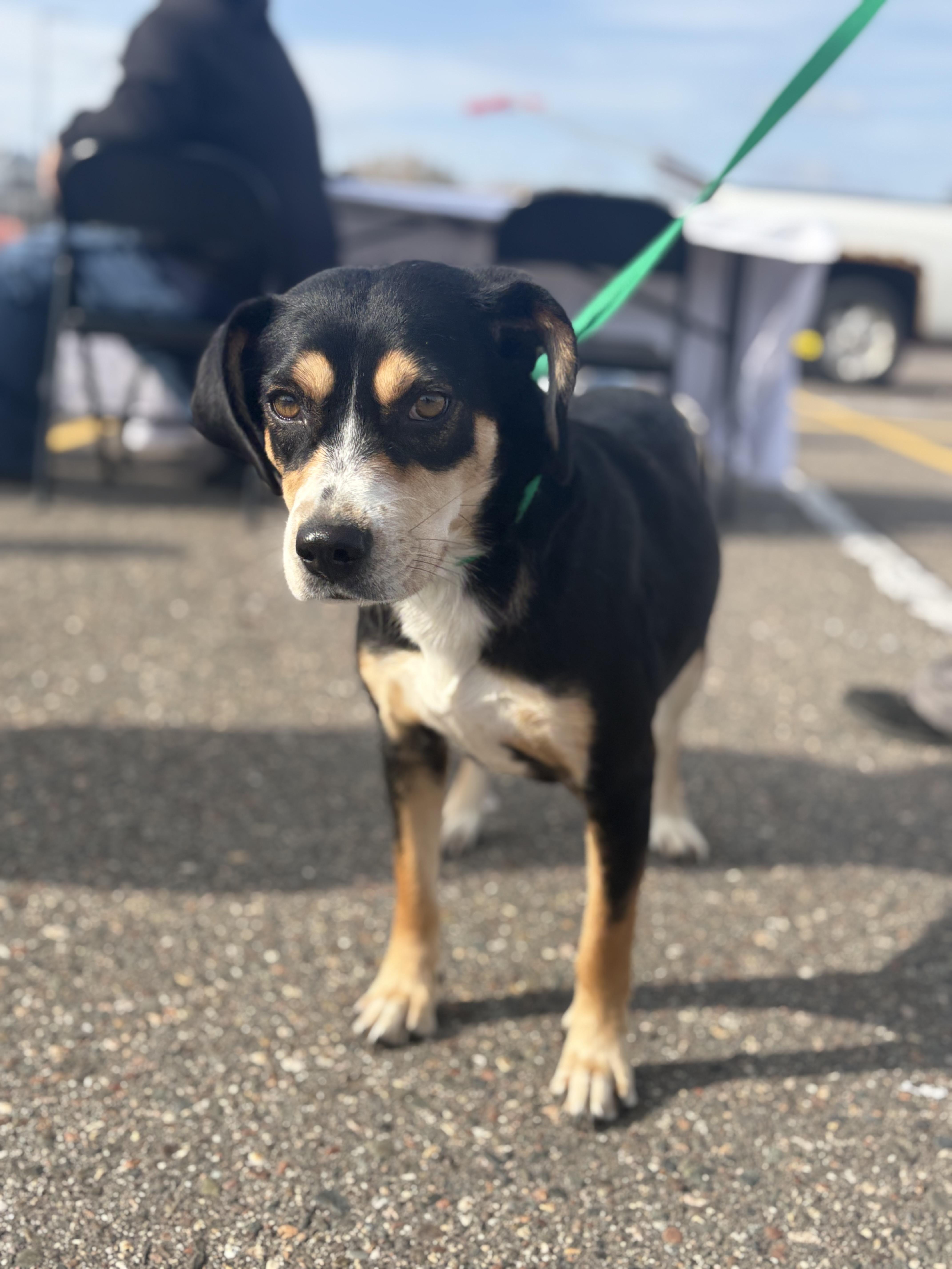 Edith Bunker, an adoptable Spaniel, Australian Shepherd in Zimmerman, MN, 55398 | Photo Image 1