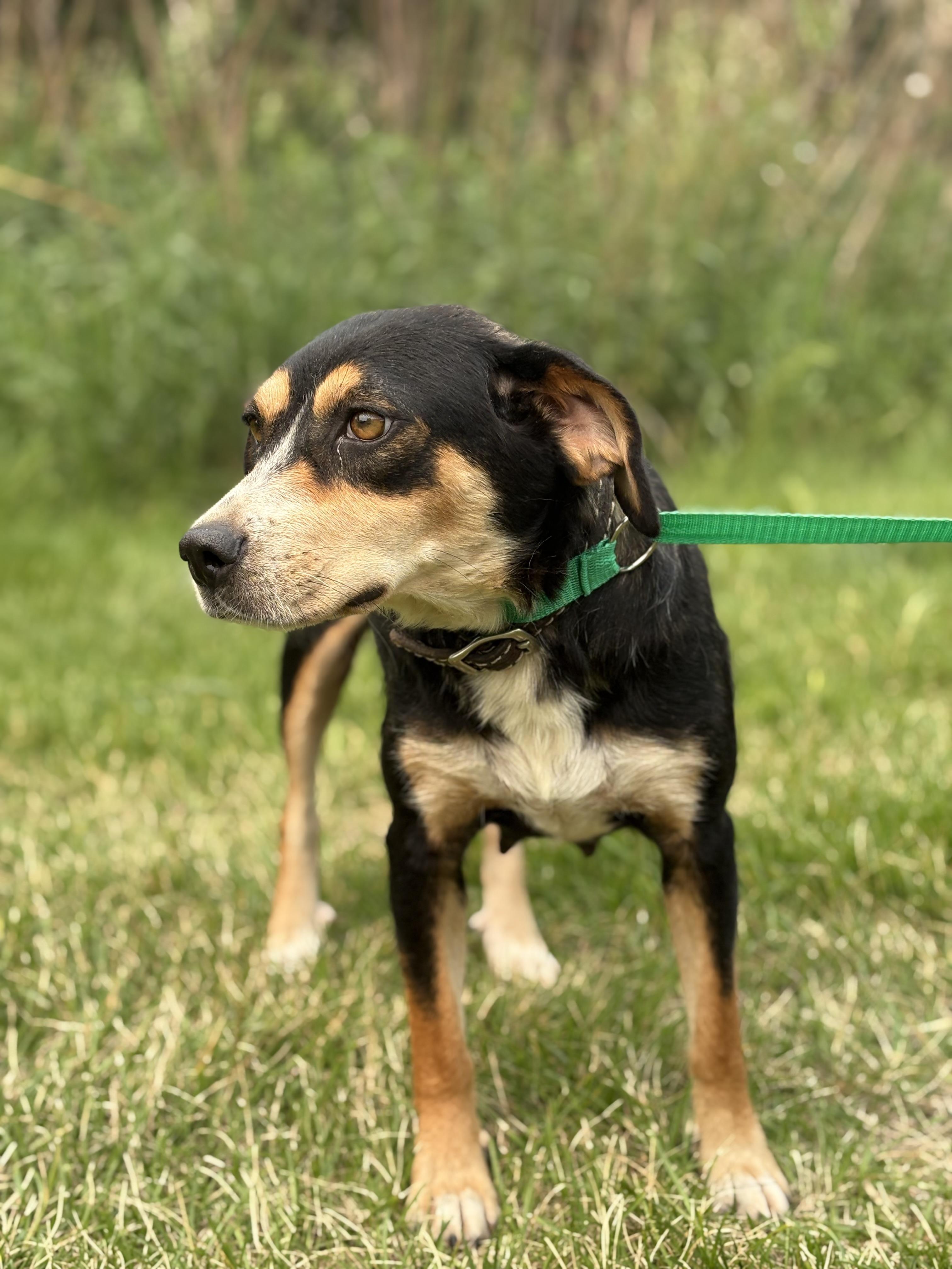 Edith Bunker, a Adoptable mixed breed image 4/6