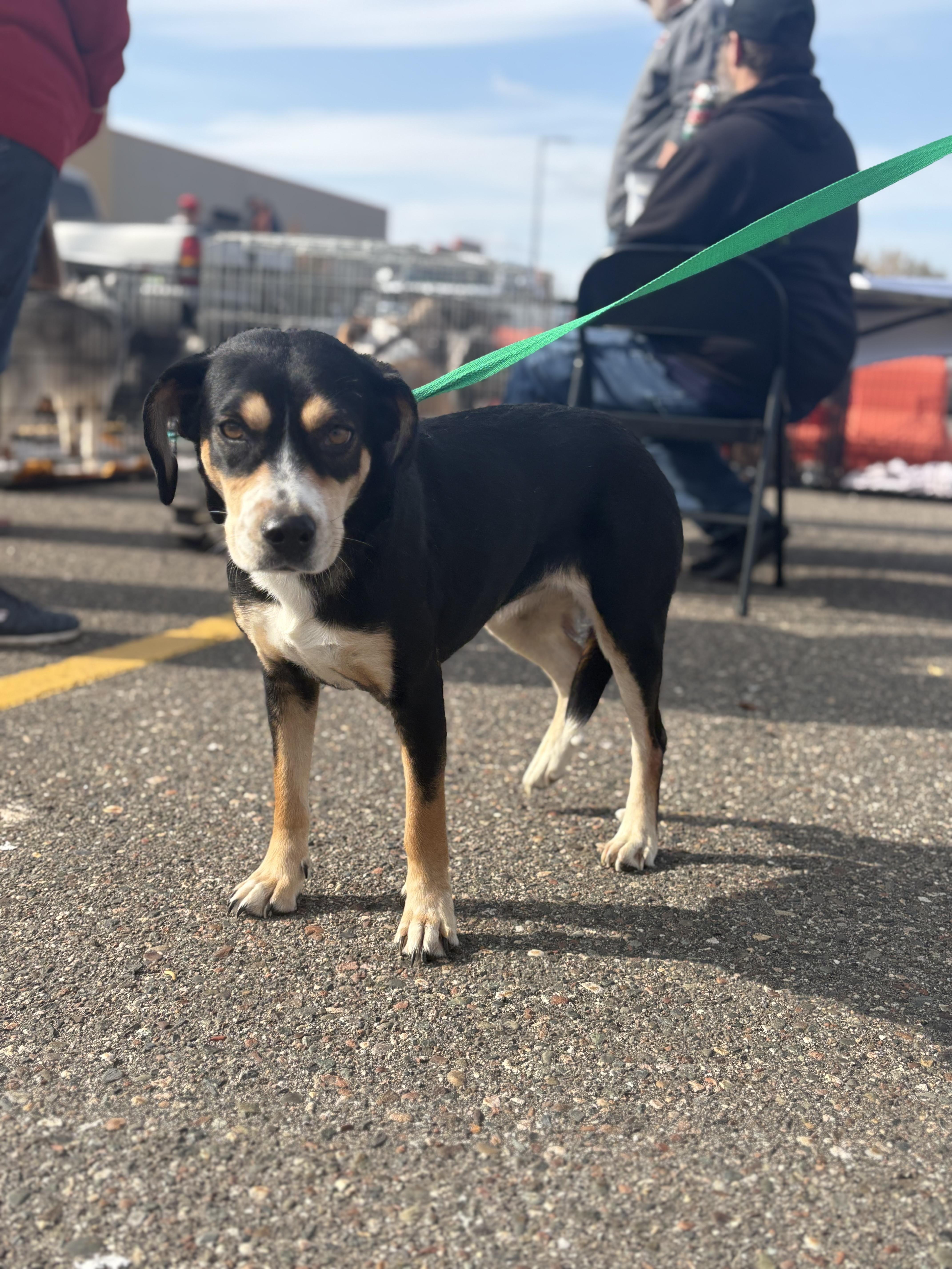 Edith Bunker, an adoptable Spaniel, Australian Shepherd in Zimmerman, MN, 55398 | Photo Image 3