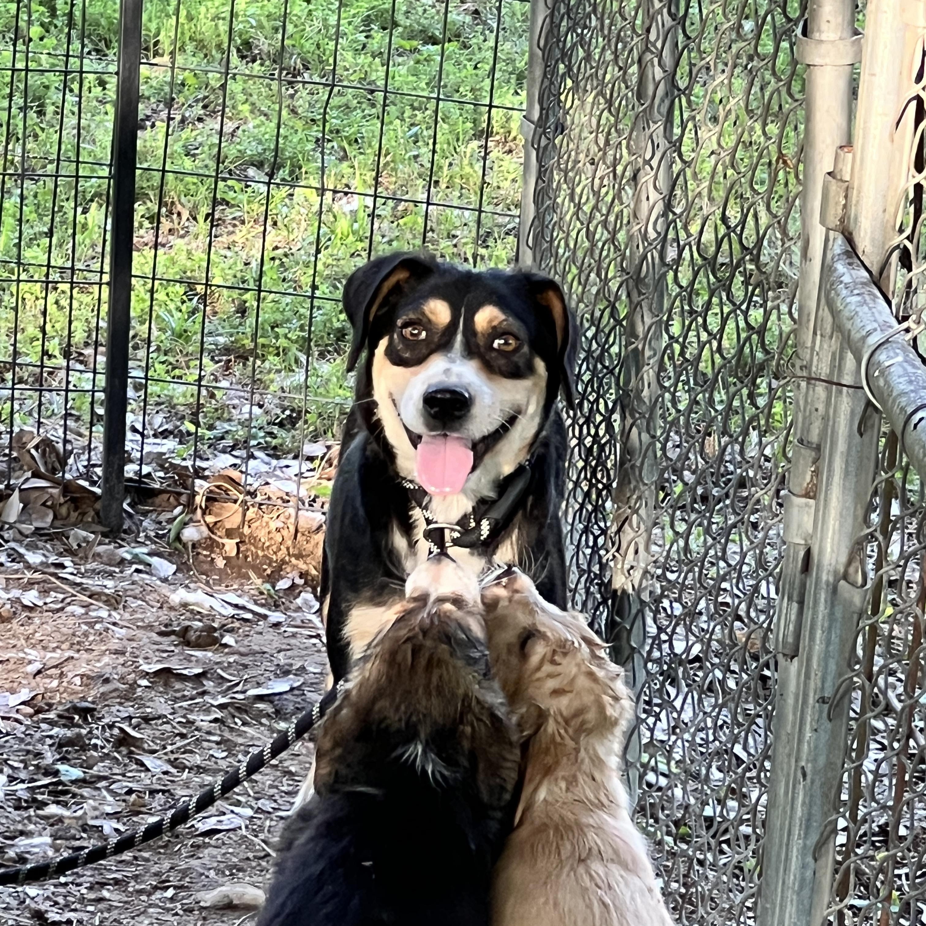 Edith Bunker, a Adoptable mixed breed image 3/6