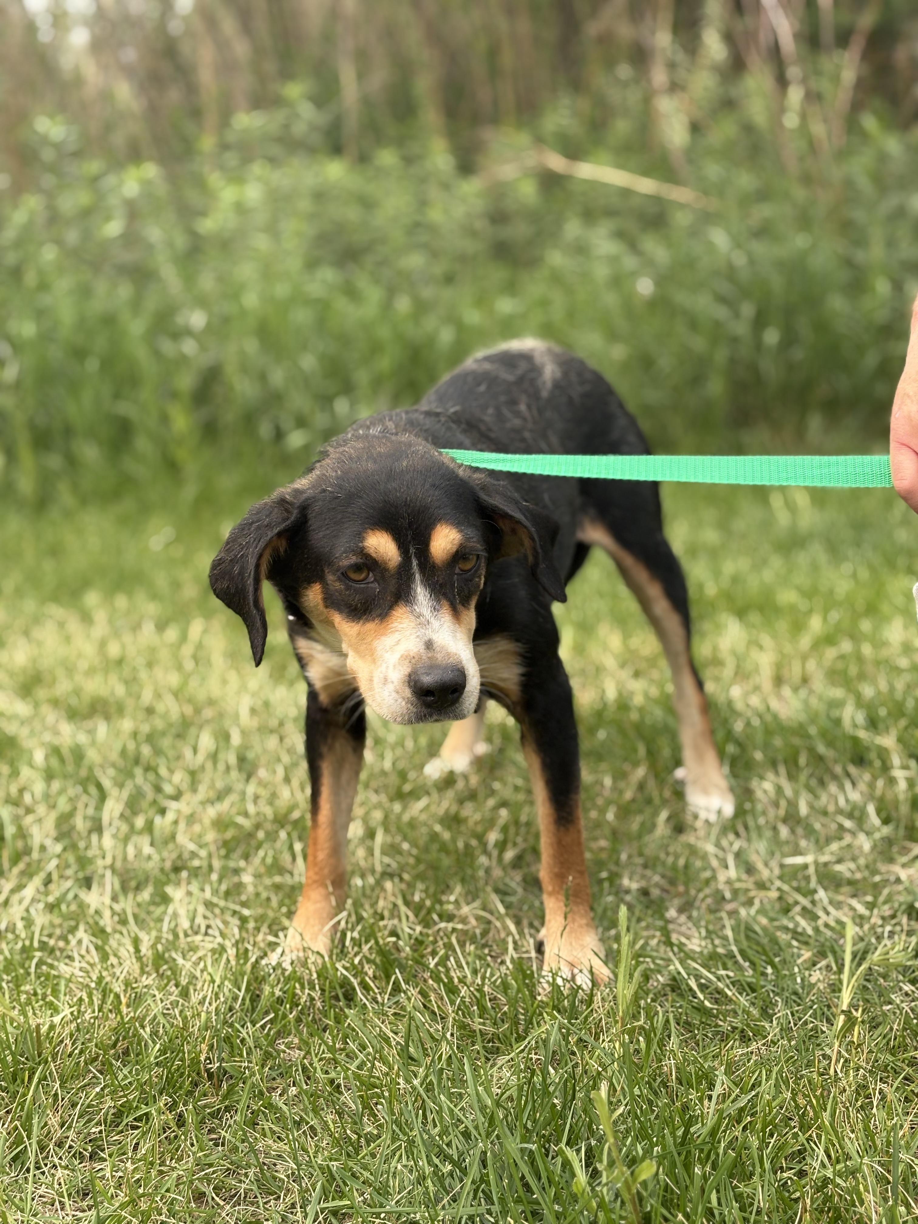 Edith Bunker, a Adoptable mixed breed image 2/6