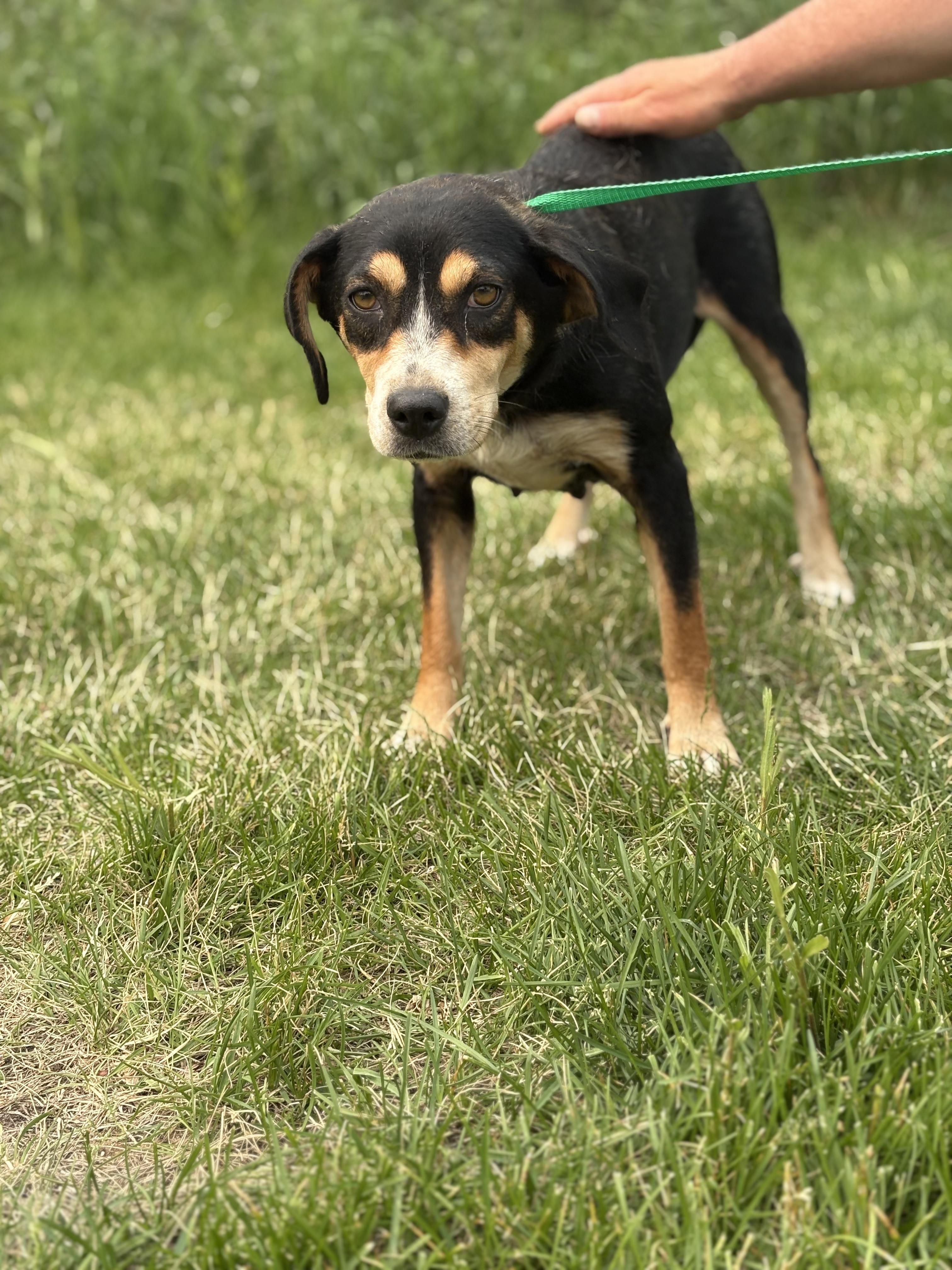 Edith Bunker, a Adoptable mixed breed image 5/6