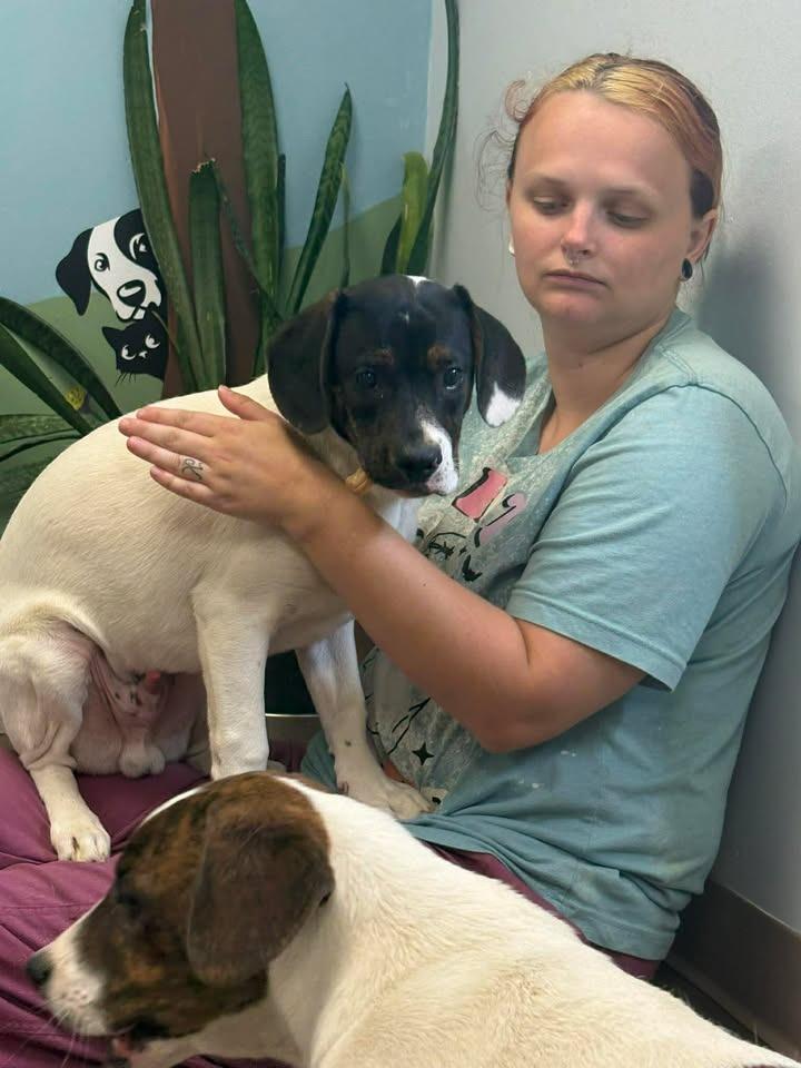 Waylon, Adoptable, Puppy Male Hound.