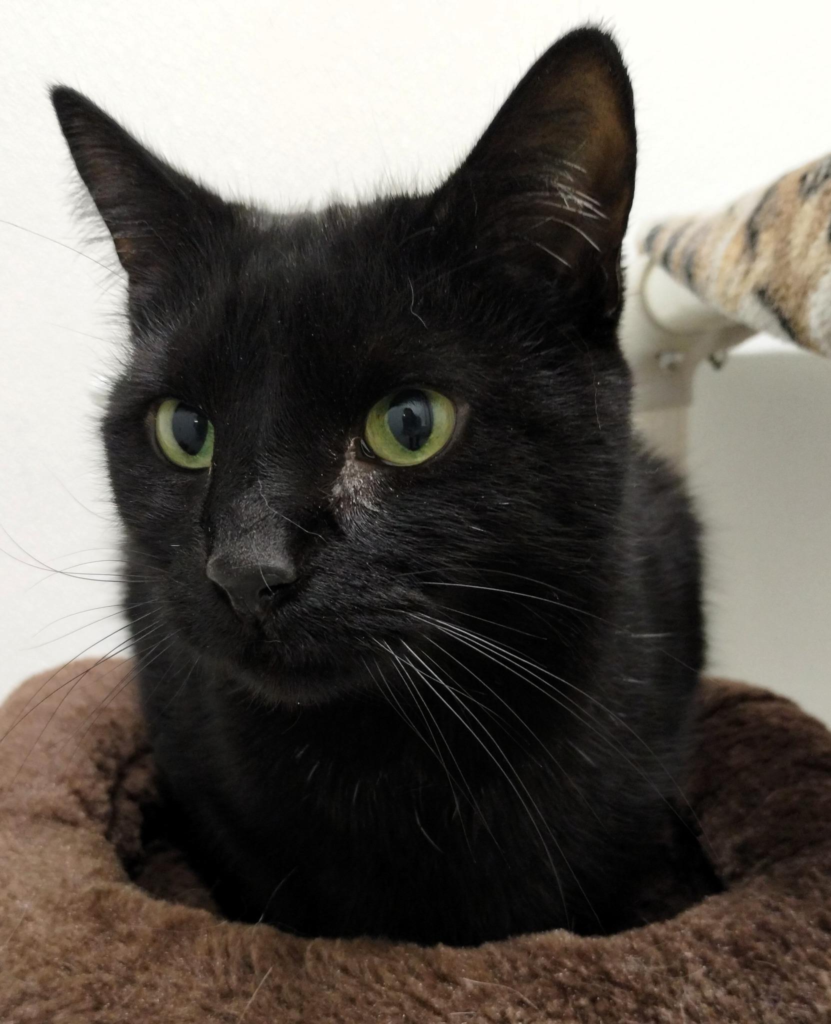 Enlarge Morgan, an adopted Domestic Short Hair in Ipswich, MA image 1/5