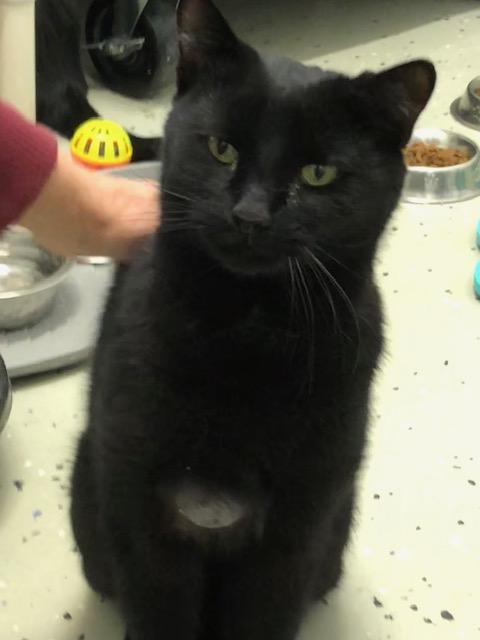 Enlarge Morgan, an adopted Domestic Short Hair in Ipswich, MA image 5/5