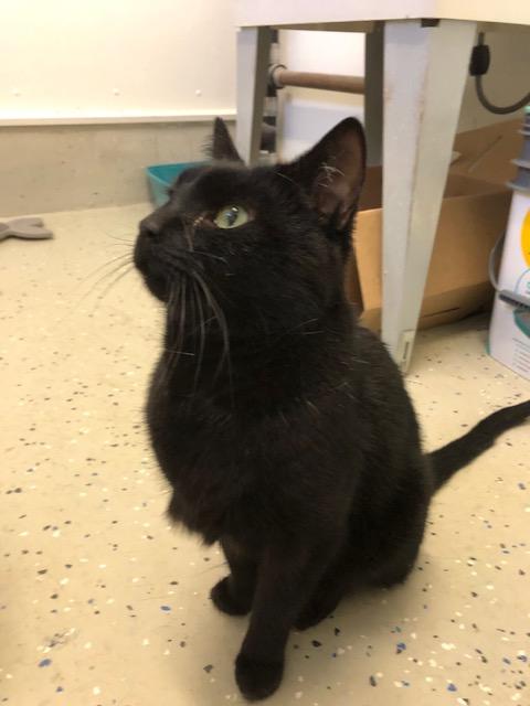 Enlarge Morgan, an adopted Domestic Short Hair in Ipswich, MA image 3/5