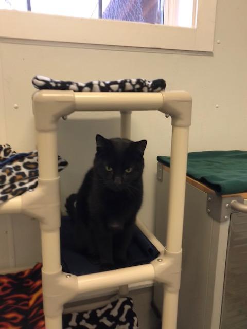 Enlarge Morgan, an adopted Domestic Short Hair in Ipswich, MA image 4/5