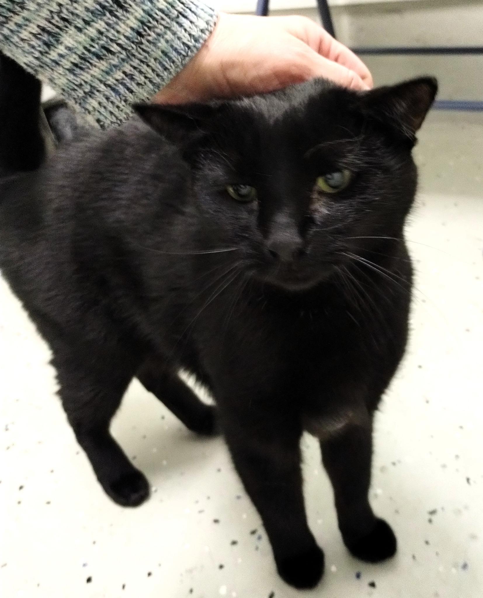 Enlarge Morgan, an adopted Domestic Short Hair in Ipswich, MA image 2/5