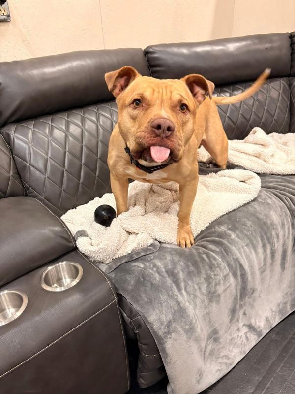 Banjo, Adoptable, Adult Male American Staffordshire Terrier.