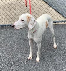 Enlarge Lily Anne, an adopted mixed breed in Emporia, VA image 1/2