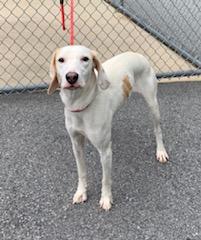 Lily Anne, adopted, Adult Female Hound.