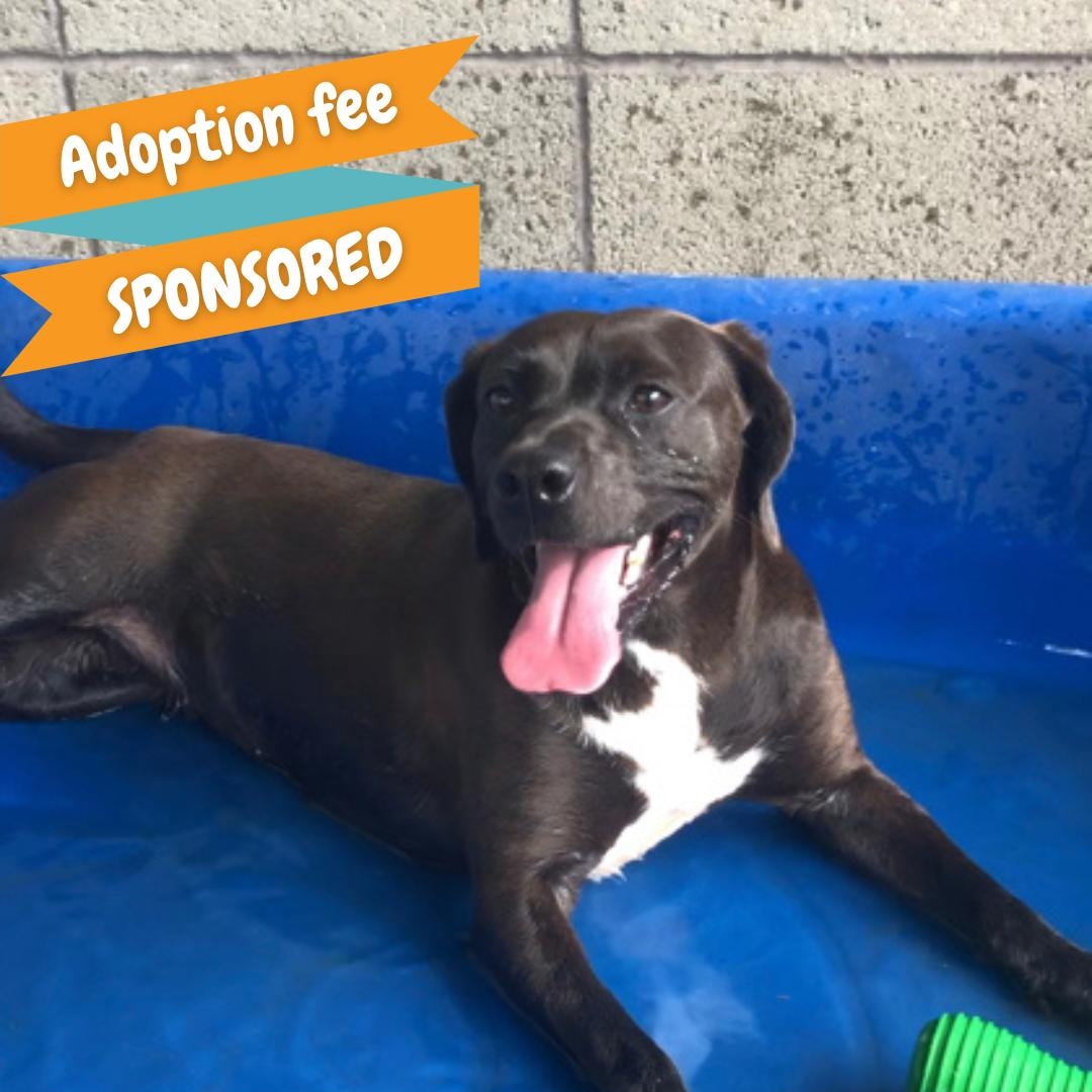 Ocean, a Adoptable mixed breed in Springfield, MO image 1/6