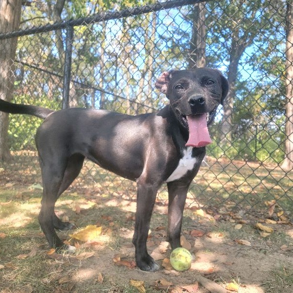 Ocean, a Adoptable mixed breed in Springfield, MO image 3/6