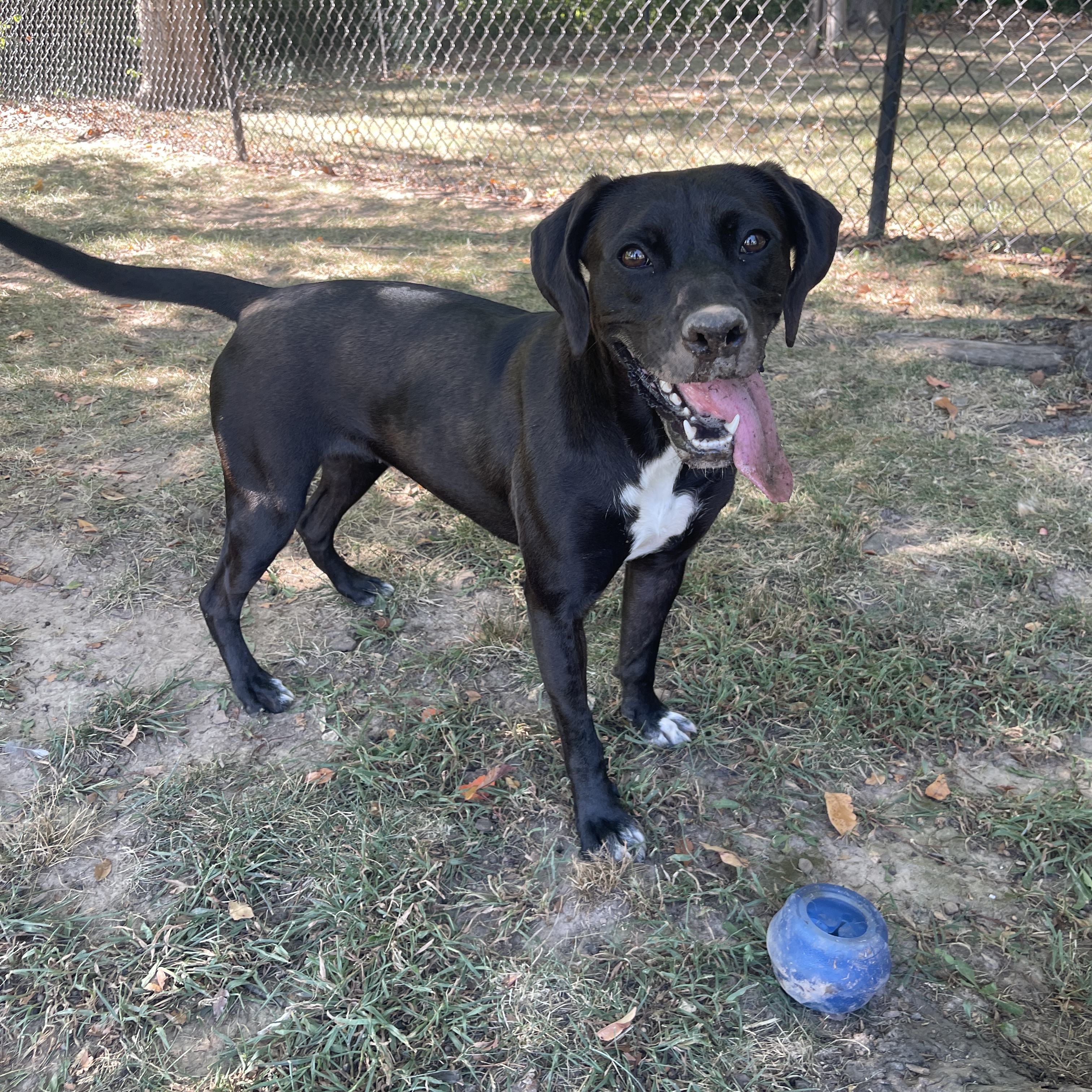 Ocean, a Adoptable mixed breed in Springfield, MO image 4/6