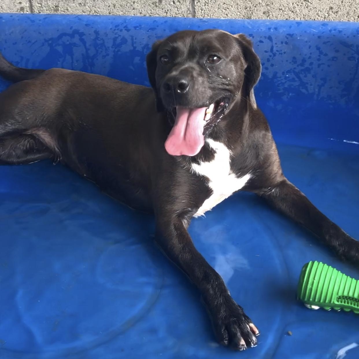 Ocean, a Adoptable mixed breed in Springfield, MO image 1/6