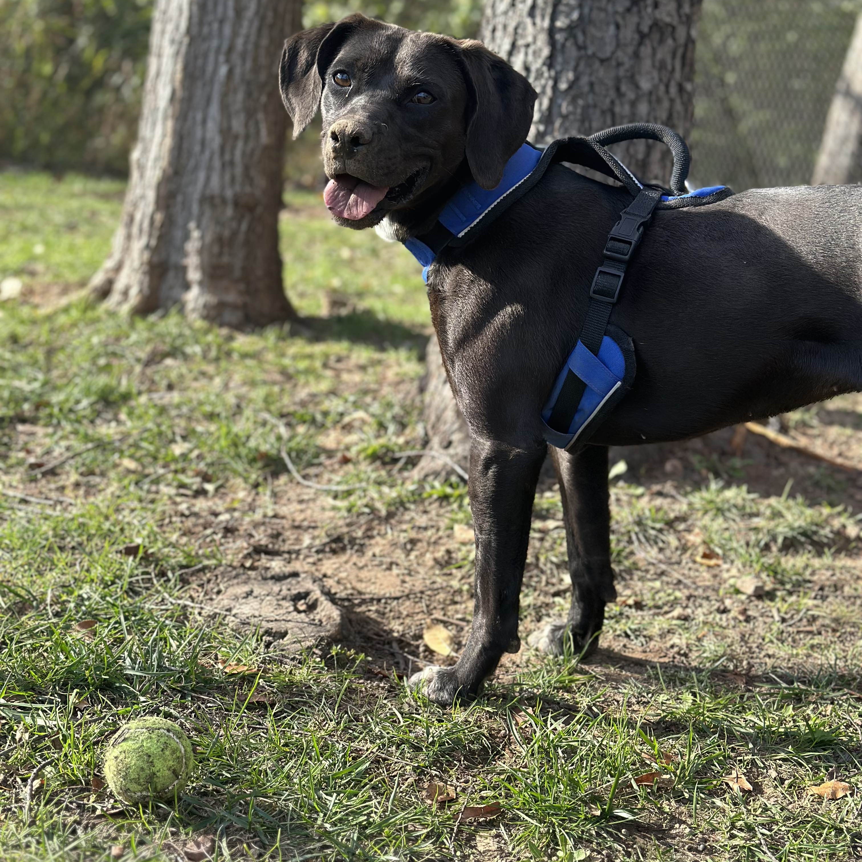 Ocean, a Adoptable mixed breed in Springfield, MO image 5/6