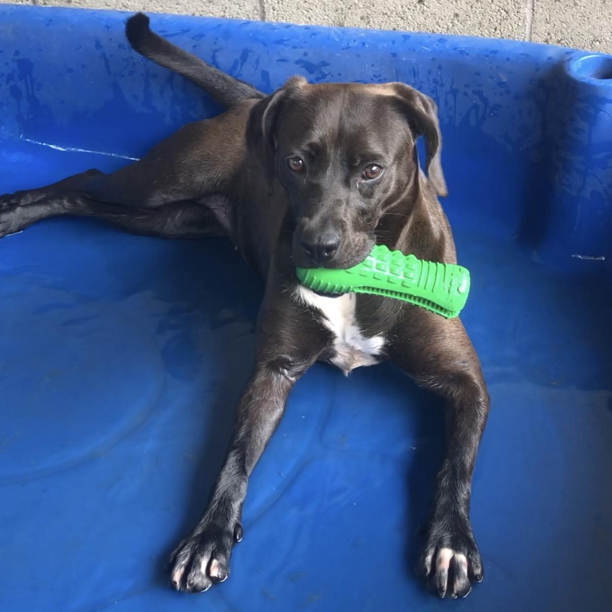 Ocean, a Adoptable mixed breed in Springfield, MO image 2/6