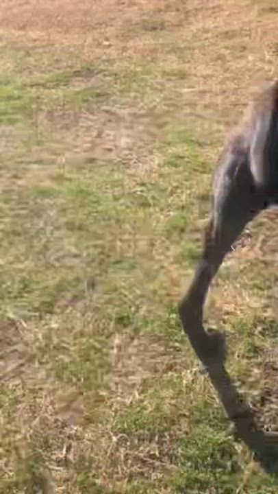 Enlarge Ocean, a Adoptable mixed breed in Springfield, MO video 6/6