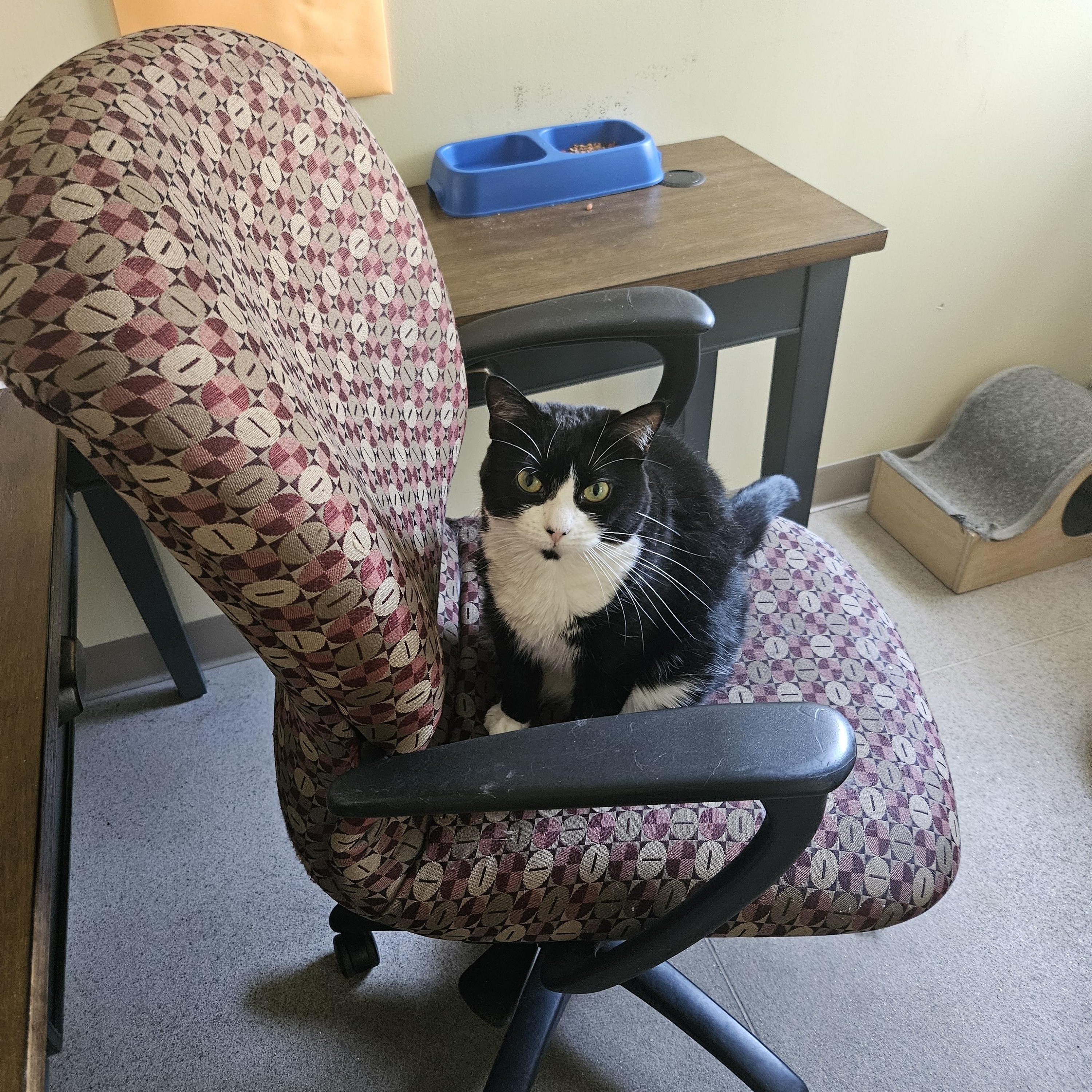 Lotto, a ADOPTABLE Domestic Short Hair in Fall River, MA image 2/2