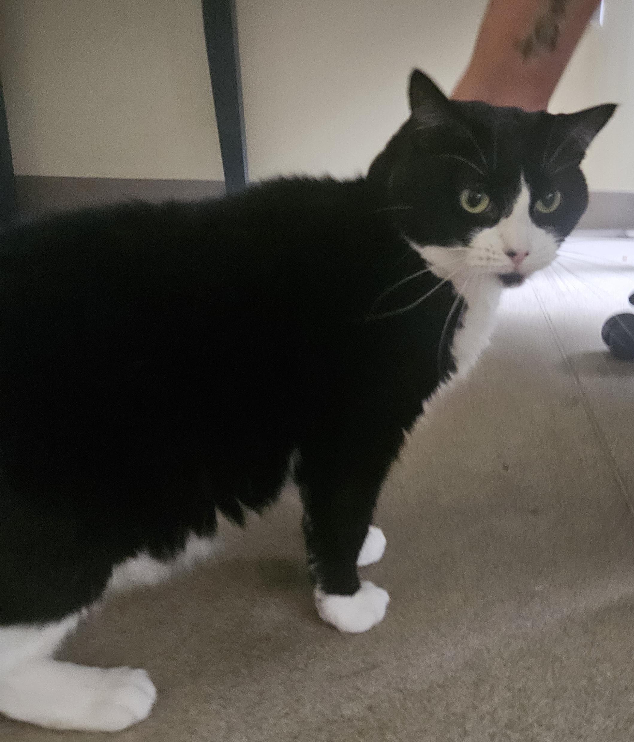 Lotto, ADOPTABLE, Adult Female Domestic Short Hair.