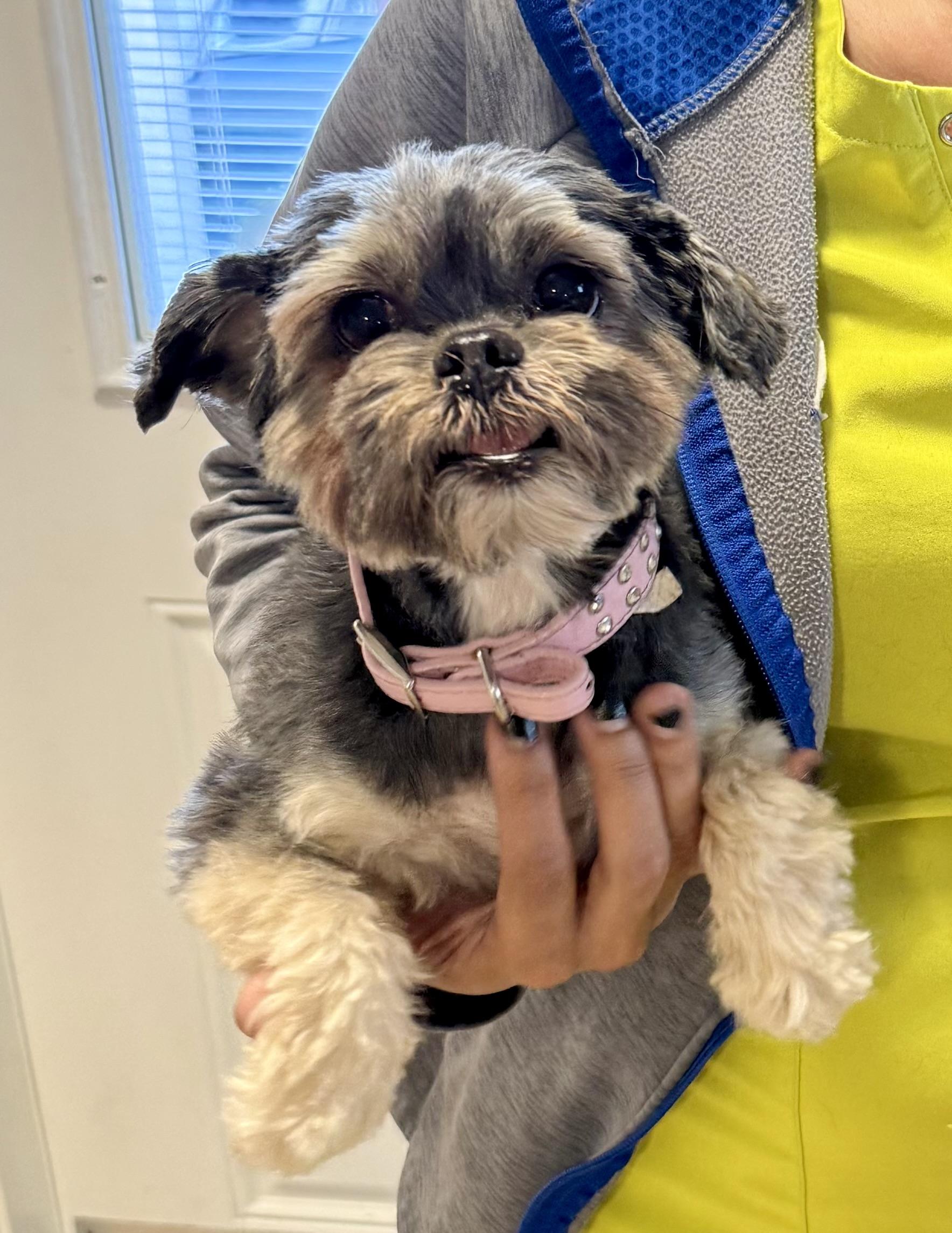 Yorkshire Terrier Hypoallergenic Girl , an adopted Yorkshire Terrier in Boca Raton, FL image 2/6