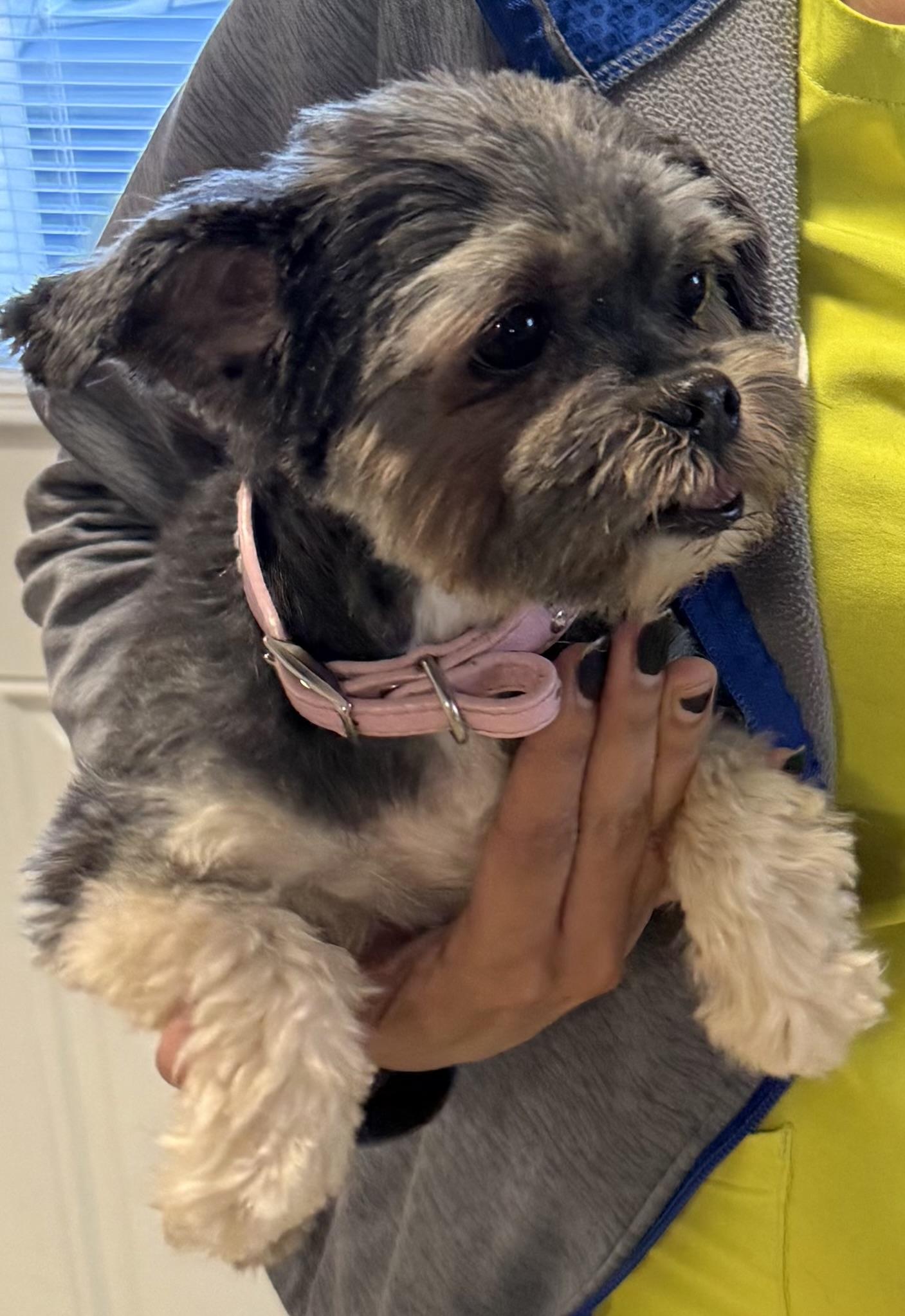 Yorkshire Terrier Hypoallergenic Girl , an adopted Yorkshire Terrier in Boca Raton, FL image 3/6