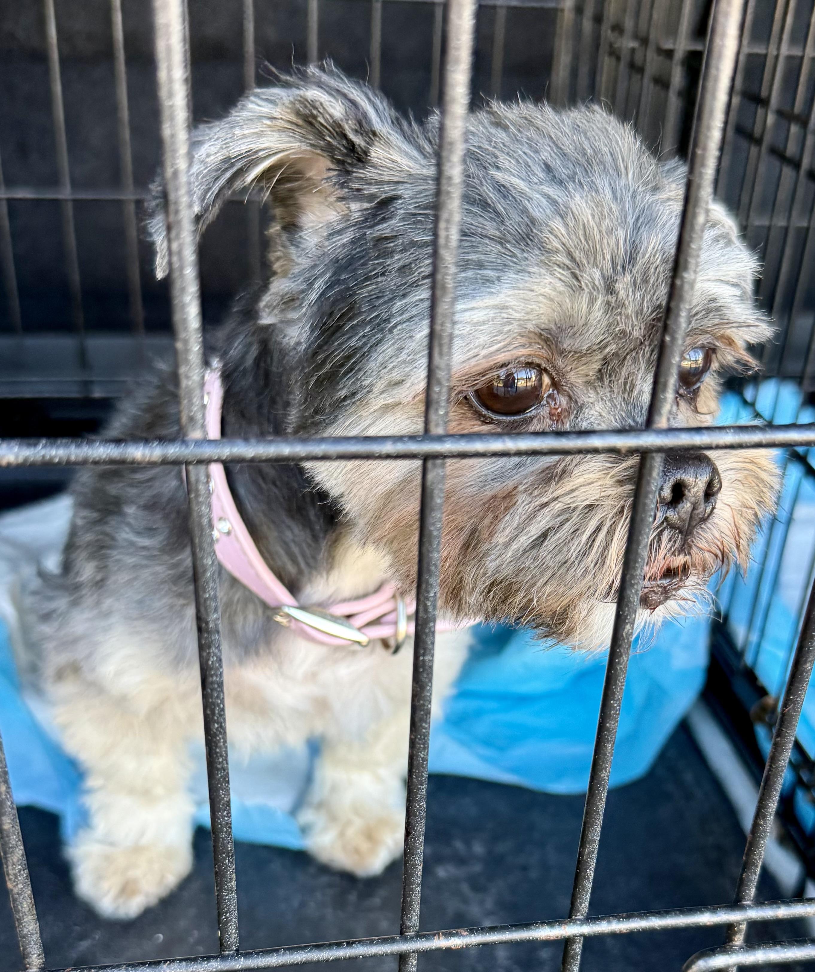 Yorkshire Terrier Hypoallergenic Girl , an adopted Yorkshire Terrier in Boca Raton, FL image 5/6
