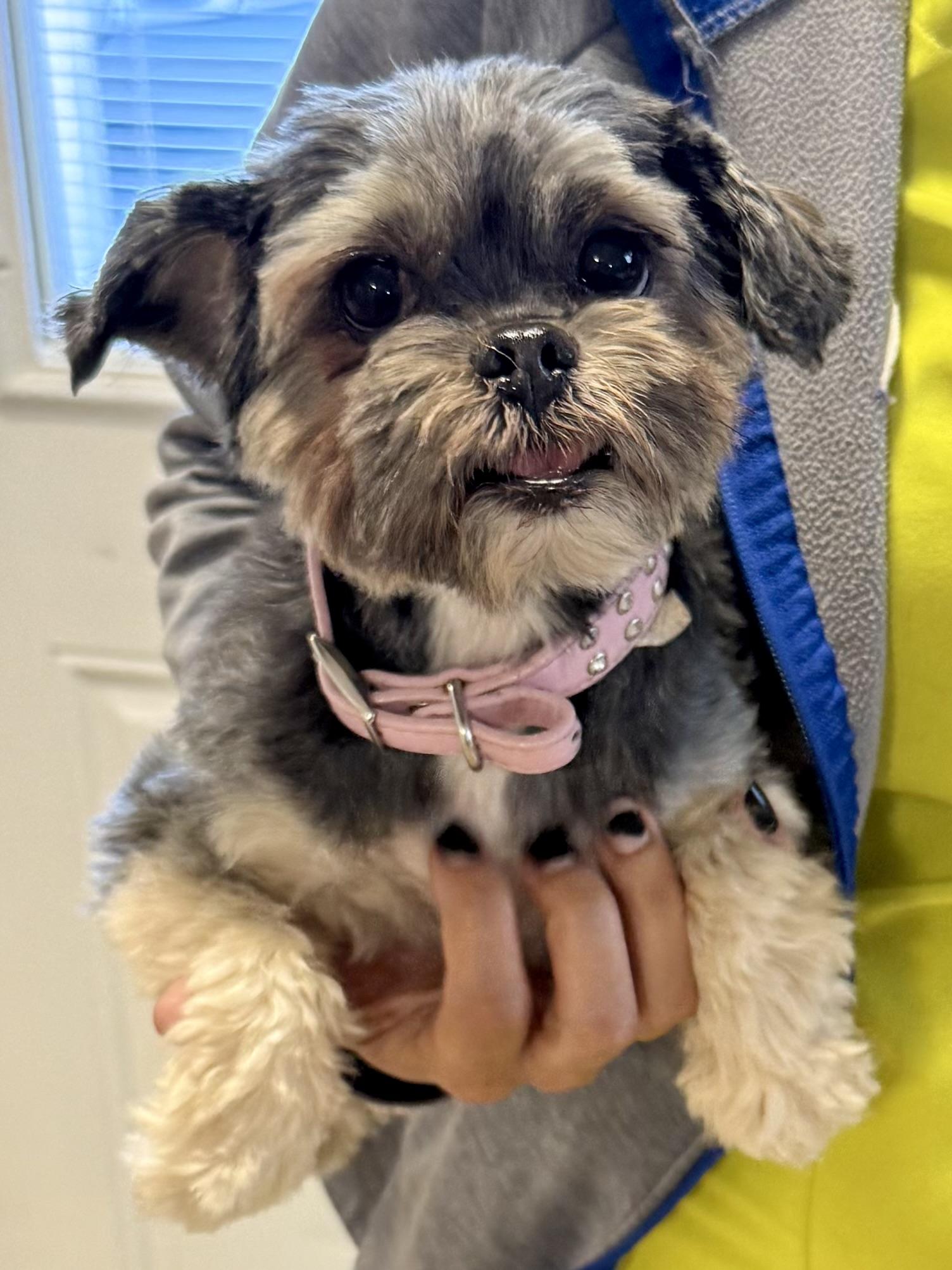 Yorkshire Terrier Hypoallergenic Girl , an adopted Yorkshire Terrier in Boca Raton, FL image 1/6