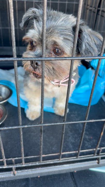 Enlarge Yorkshire Terrier Hypoallergenic Girl , an adopted Yorkshire Terrier in Boca Raton, FL video 6/6