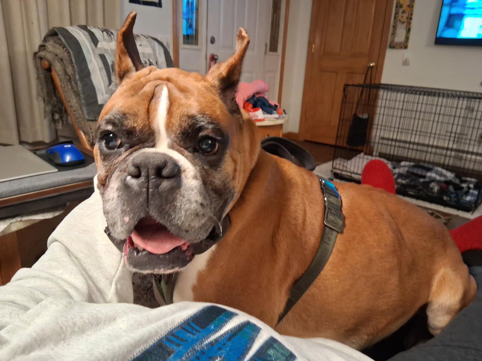 Enlarge Stanley, a ADOPTABLE Boxer in Stockton Springs, ME image 2/4