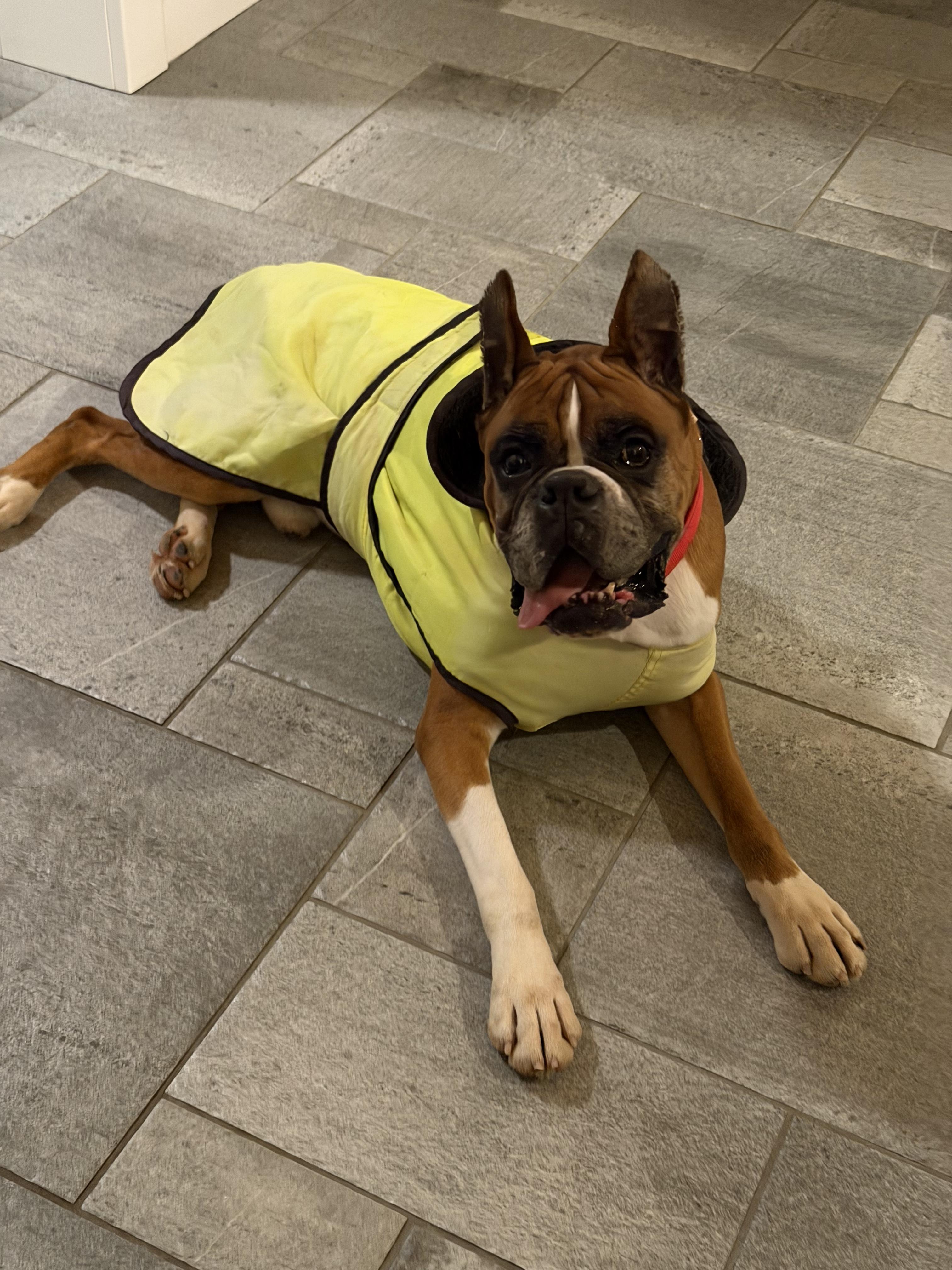 Enlarge Stanley, a ADOPTABLE Boxer in Stockton Springs, ME image 4/4