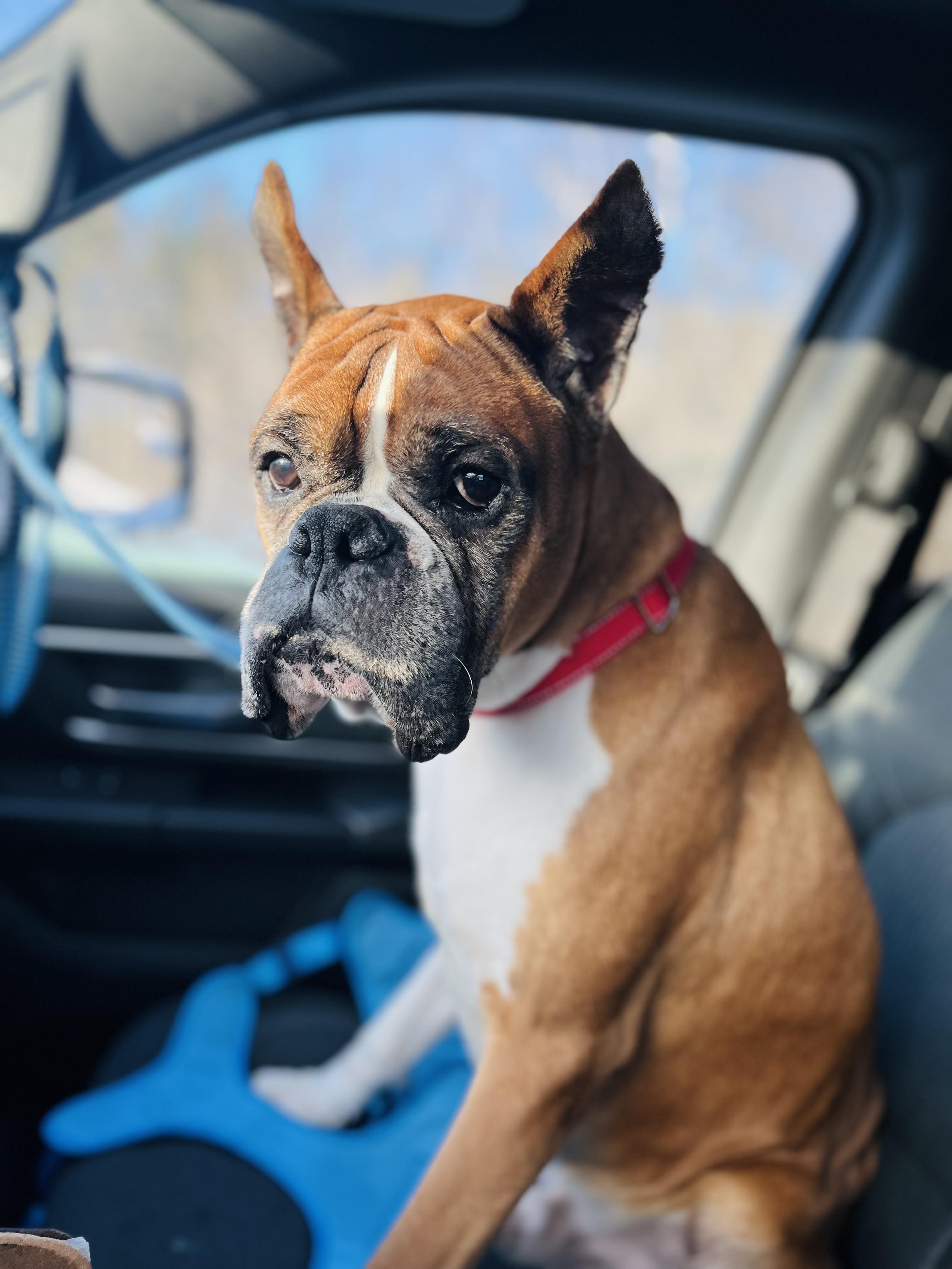 Enlarge Stanley, a ADOPTABLE Boxer in Stockton Springs, ME image 1/4