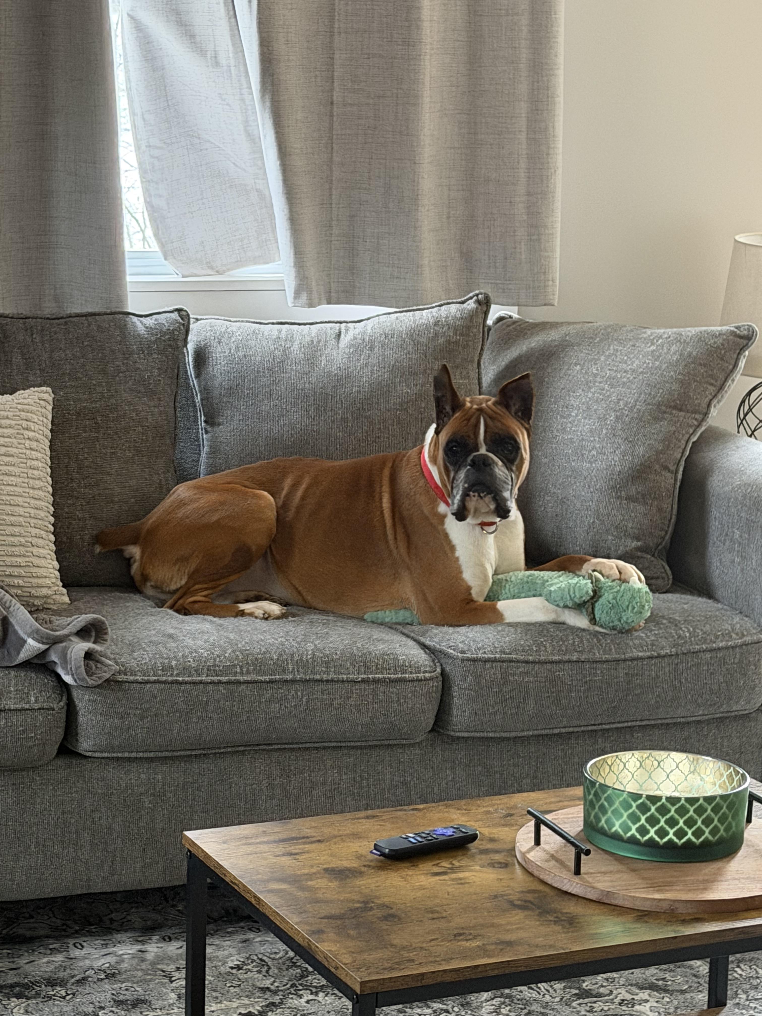 Enlarge Stanley, a ADOPTABLE Boxer in Stockton Springs, ME image 3/4