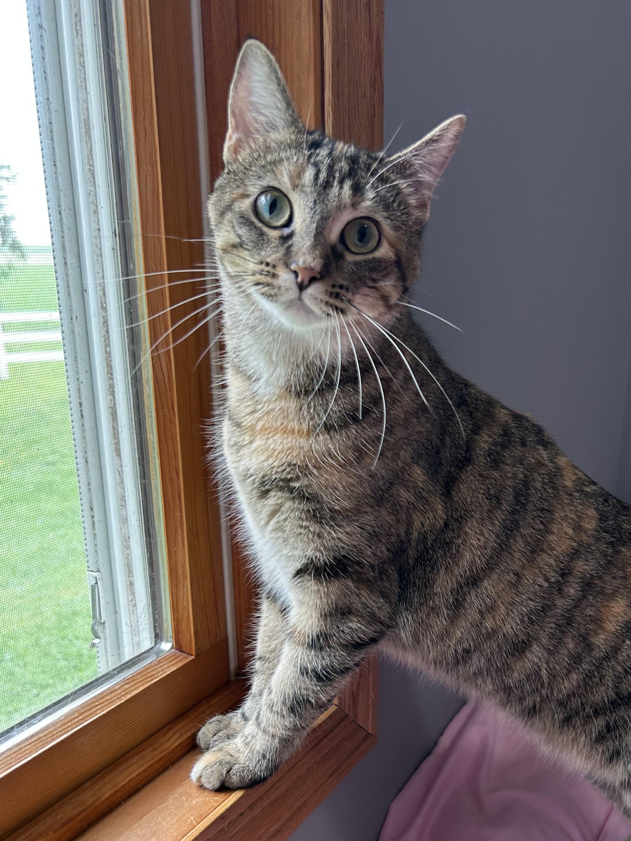 Enlarge Margarine, a Adoptable Domestic Short Hair in Decatur, IL image 2/6